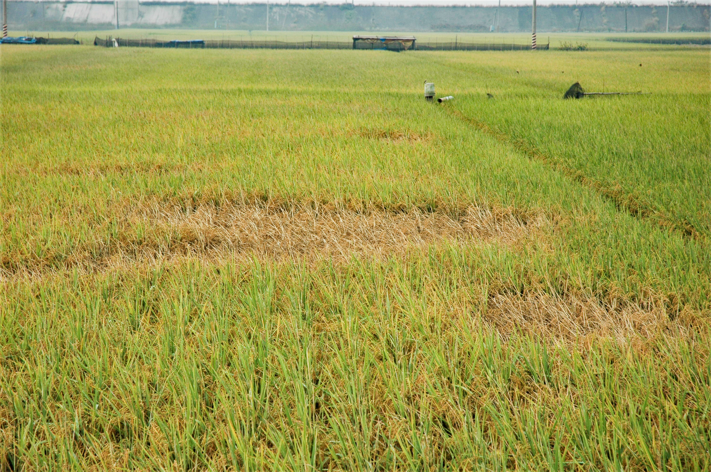 飛蝨類危害水稻，造成蝨燒現象