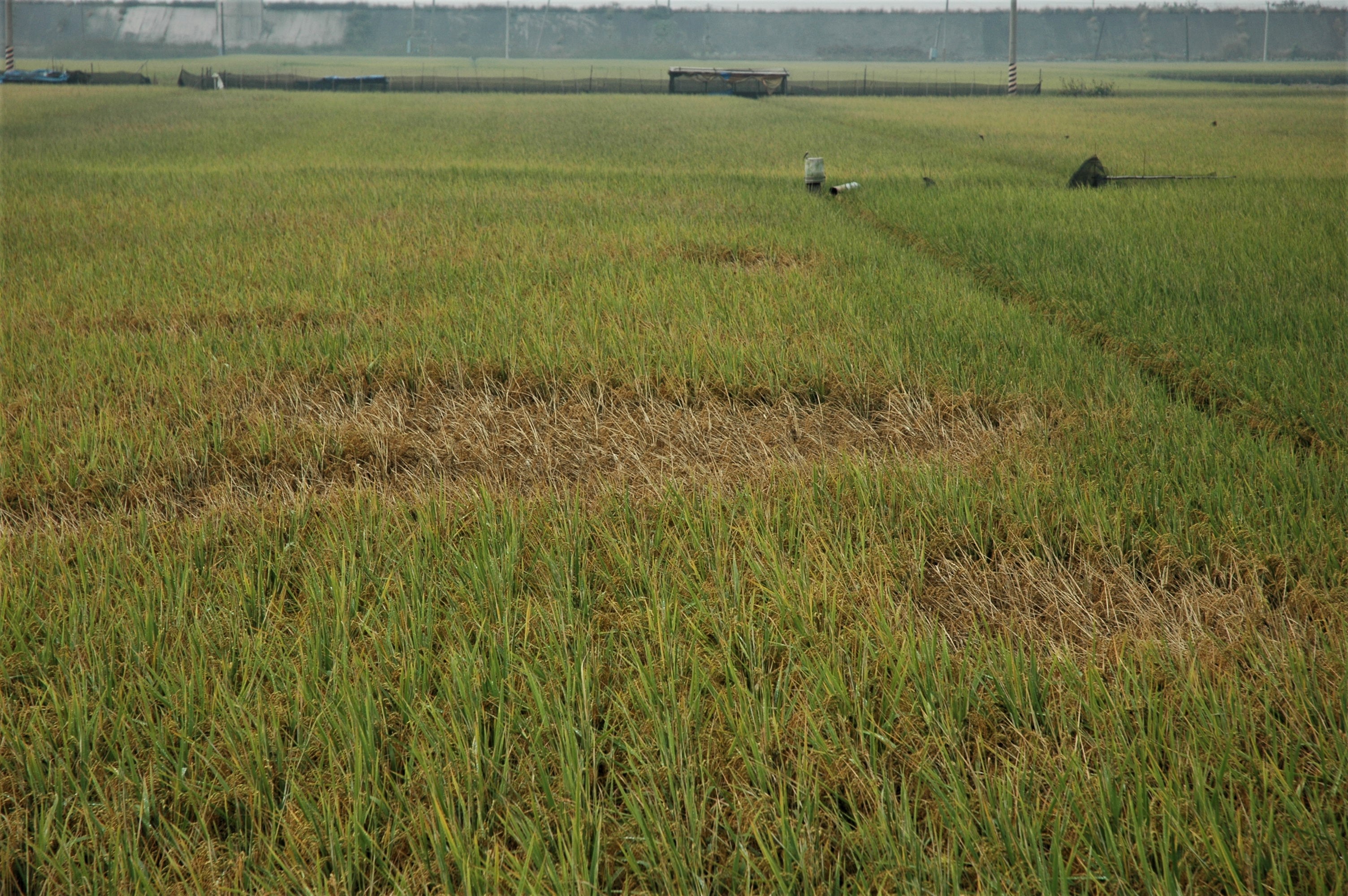 飛蝨類危害水稻造成蝨燒現象