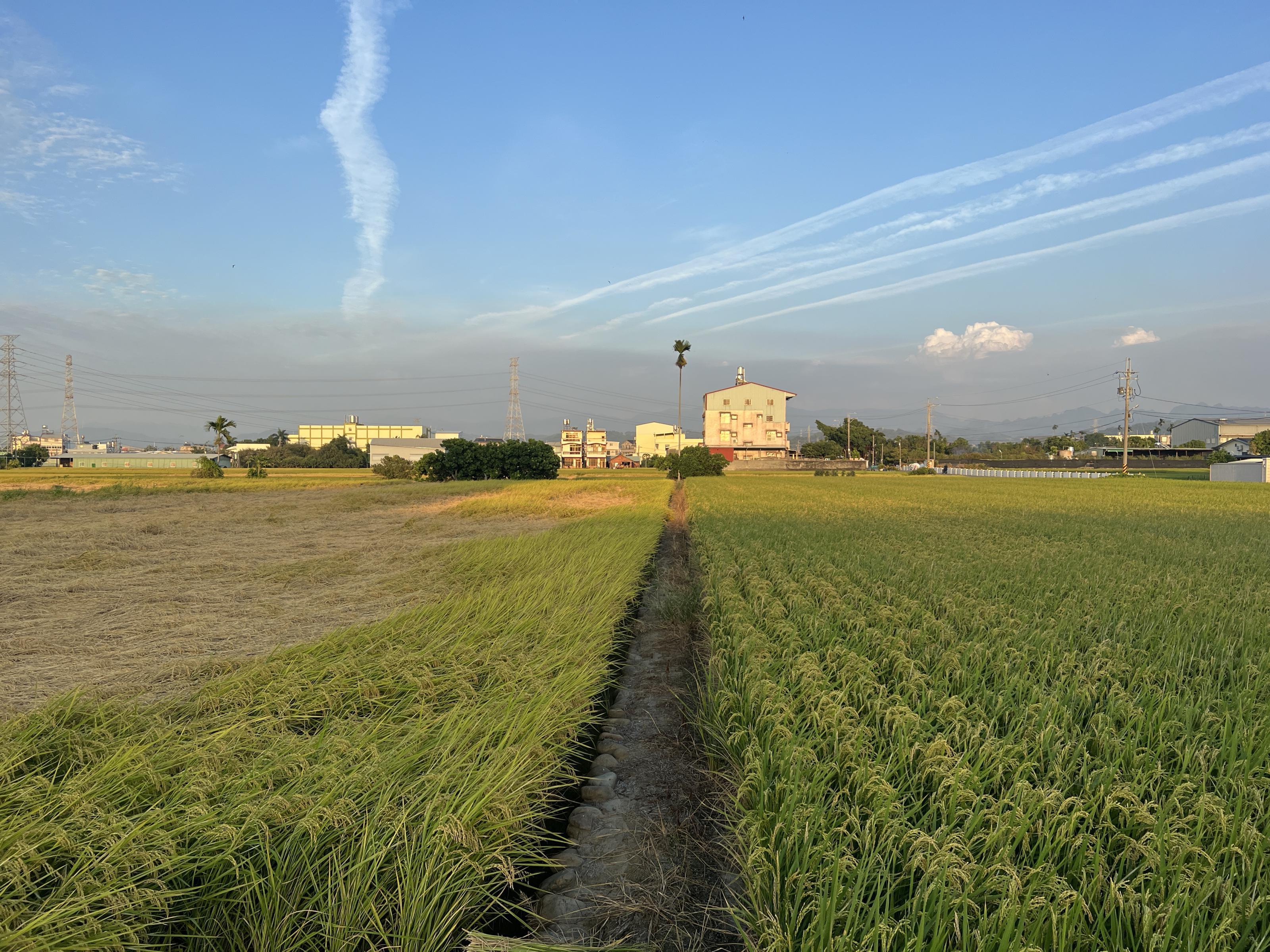 早熟水稻(左)遭受飛蝨危害，農民應加強晚熟水稻(右)施藥防治