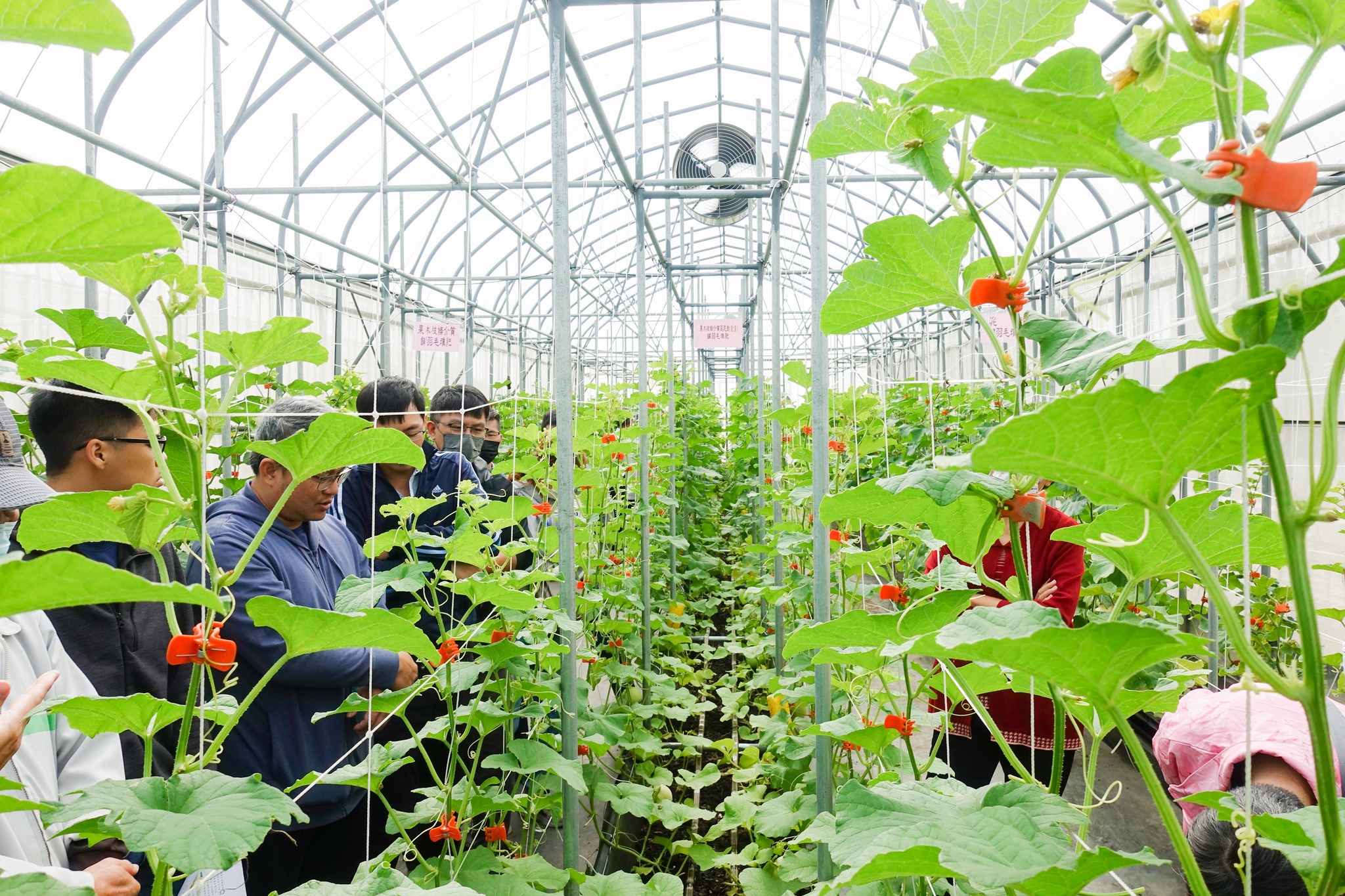 農友觀摩果木修剪枝條堆肥應用為甜瓜(嘉玉)栽培介質。