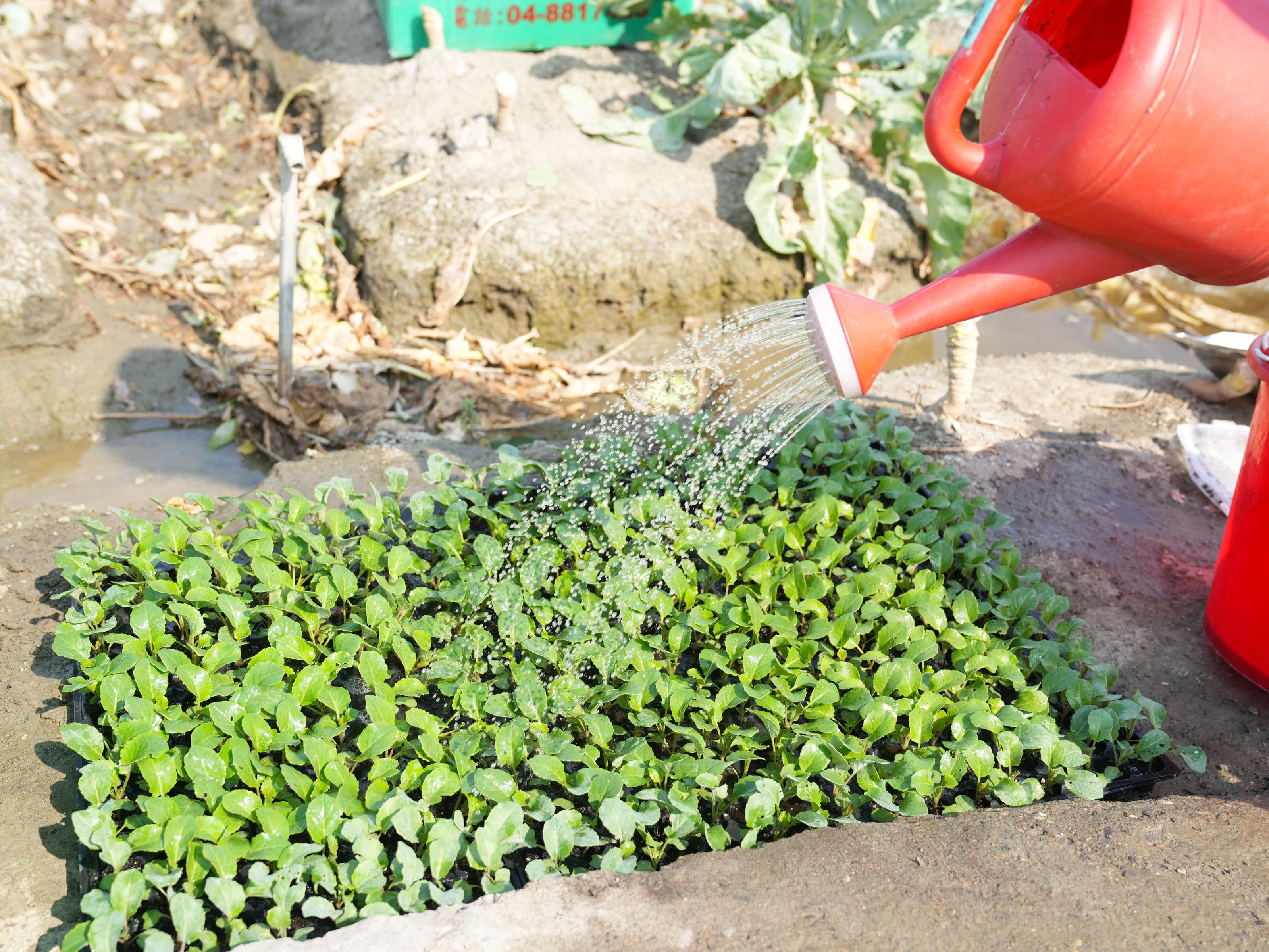 花椰菜幼苗以澆灌方式接種木黴菌。