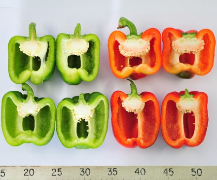 番椒｀台中亞蔬1號＇為綠轉紅之方形甜椒，果形端正-2
