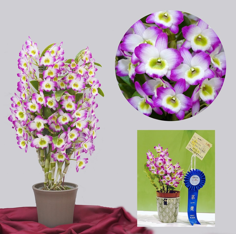 第1獎台中4號可作中型盆花，也能生產迷你花，紅花配上清新綠眼呈現喜氣。