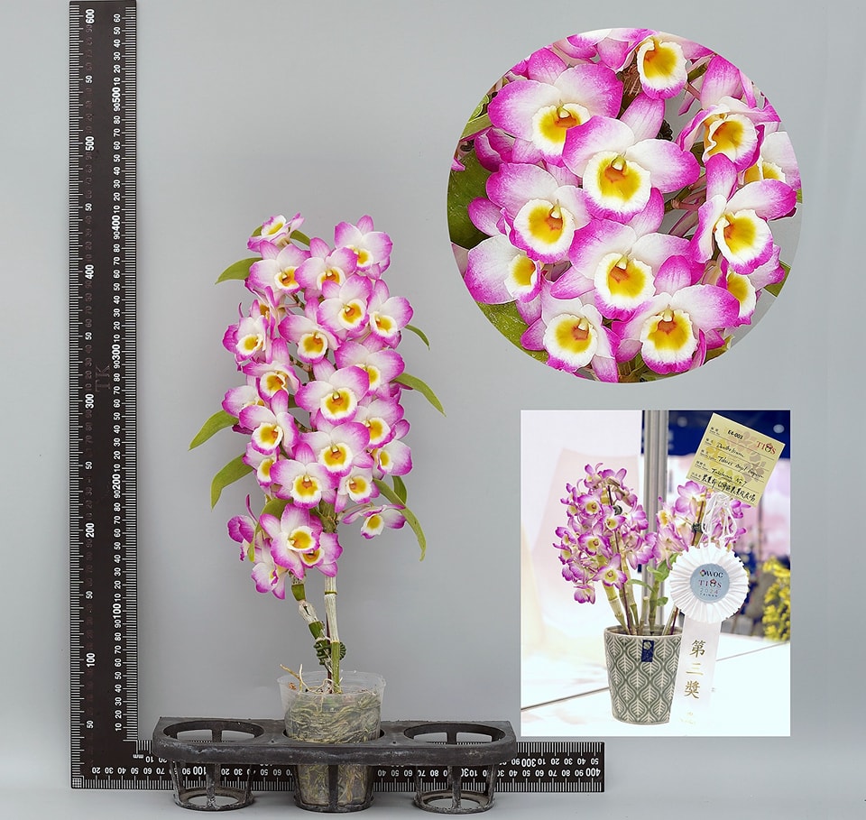 第3獎台中7號是經典五指型紅花黃眼品種。