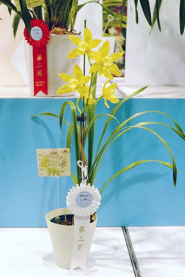 第3獎黃糖果-PC304具有良好株型與亮眼的金黃花色。