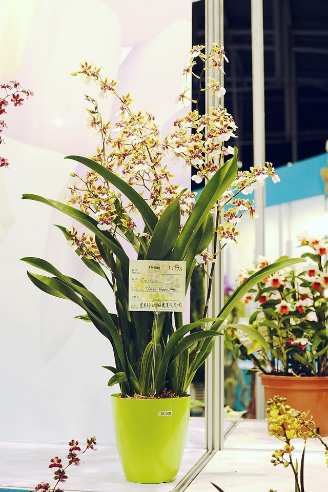 文心蘭「快樂頌」品系為中型盆花品種，開花繁多而香氣濃郁迷人。
