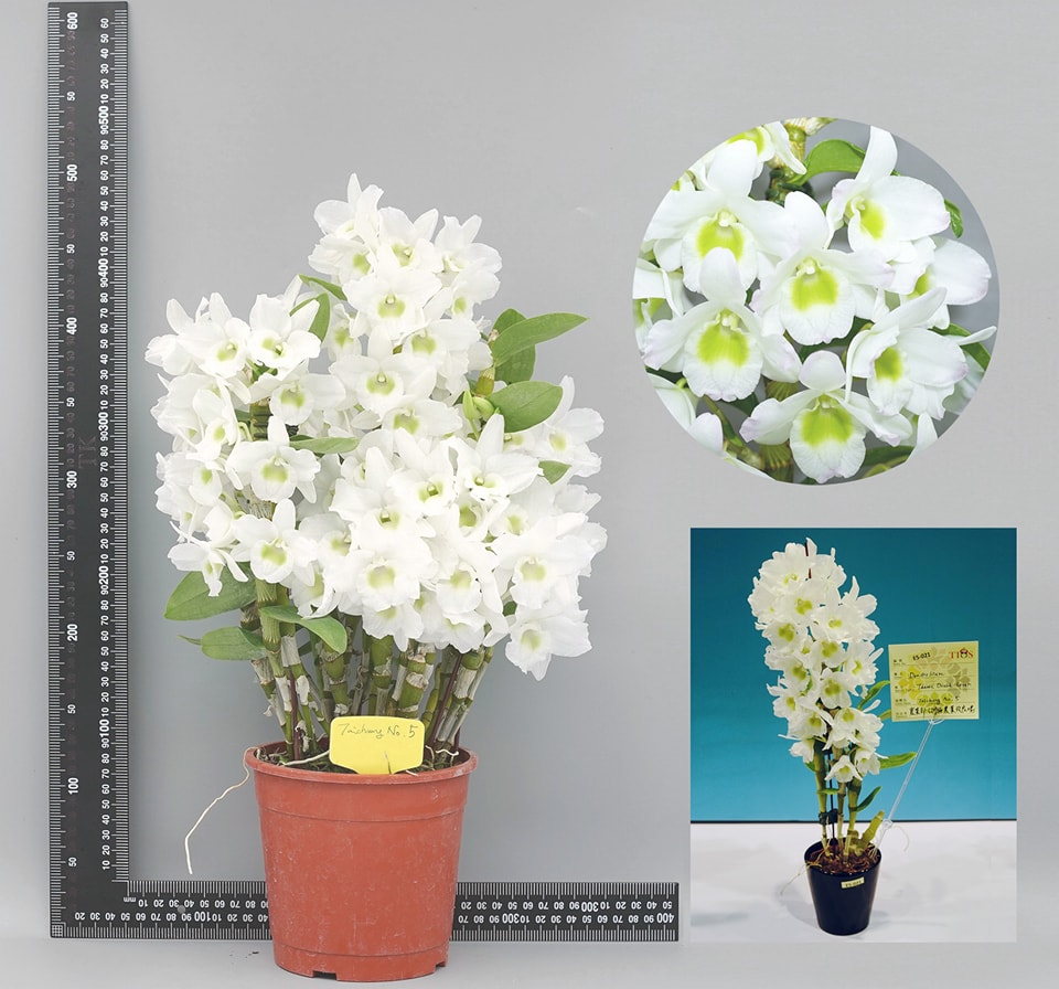 春石斛蘭台中5號為白花綠眼品種，易開花與豐花是最大特色。