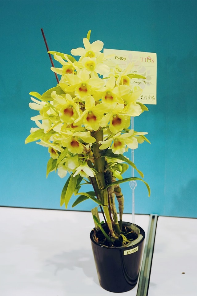 春石斛蘭品系V3N為克服黃花系晚開花問題的新品系。