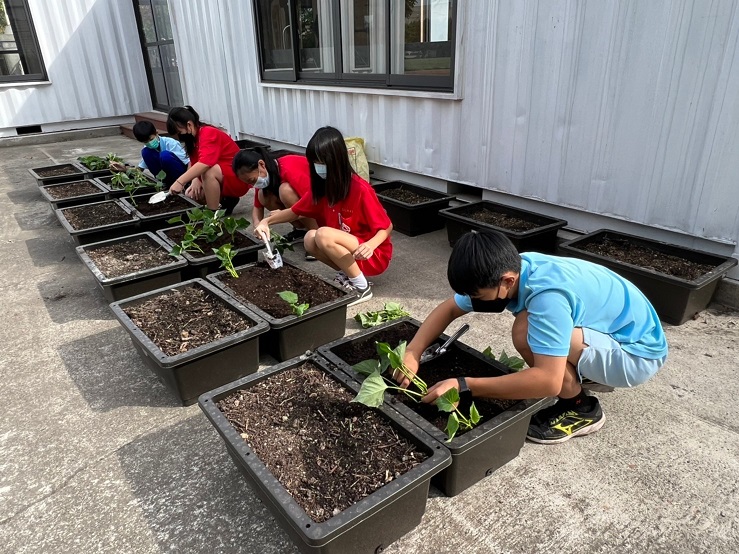 學生依循食農教育實作體驗型教學課程模組，作中學學習地瓜葉扦插栽種。