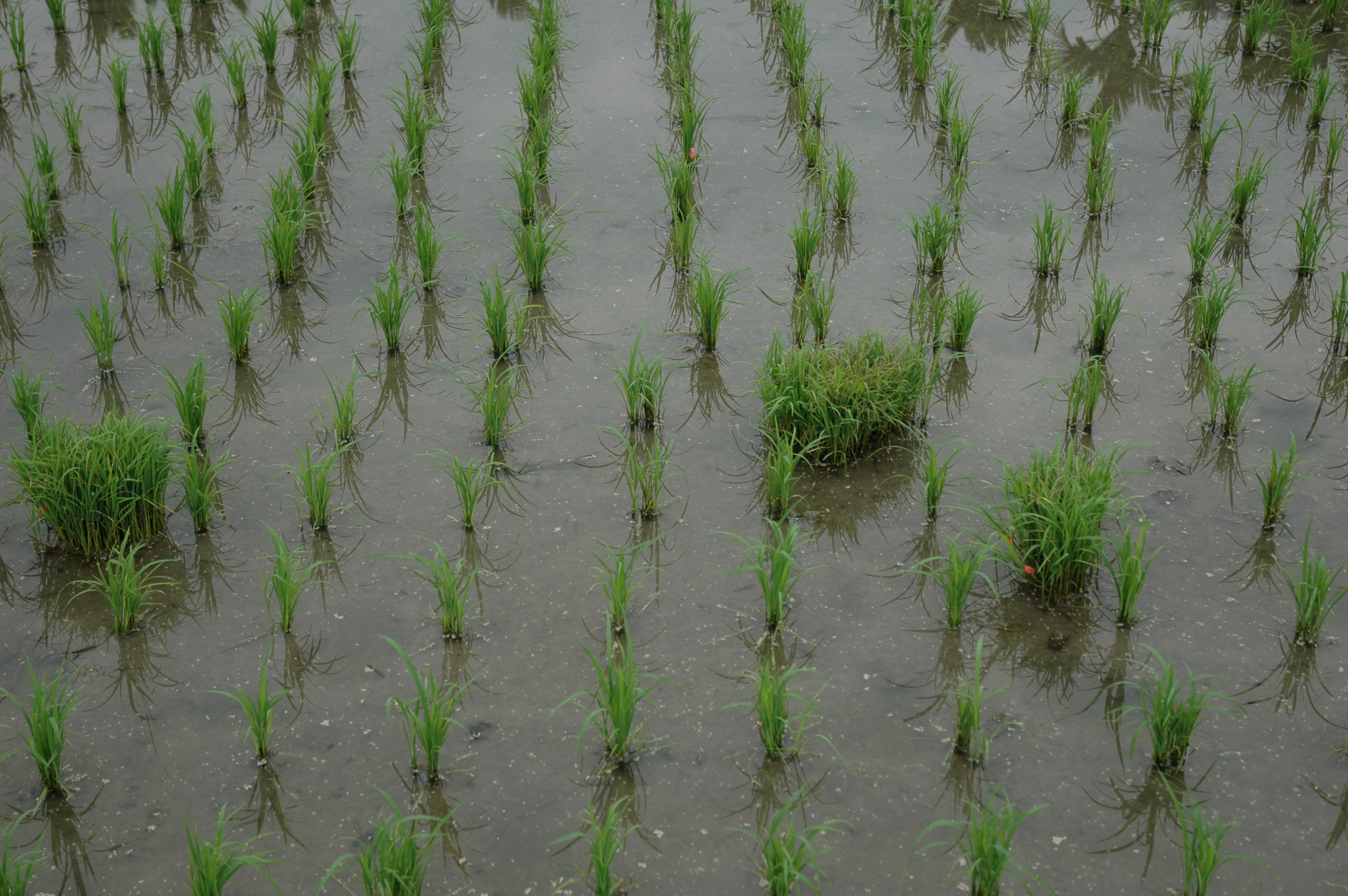 秧砧作為水稻葉稻熱病監測的工具