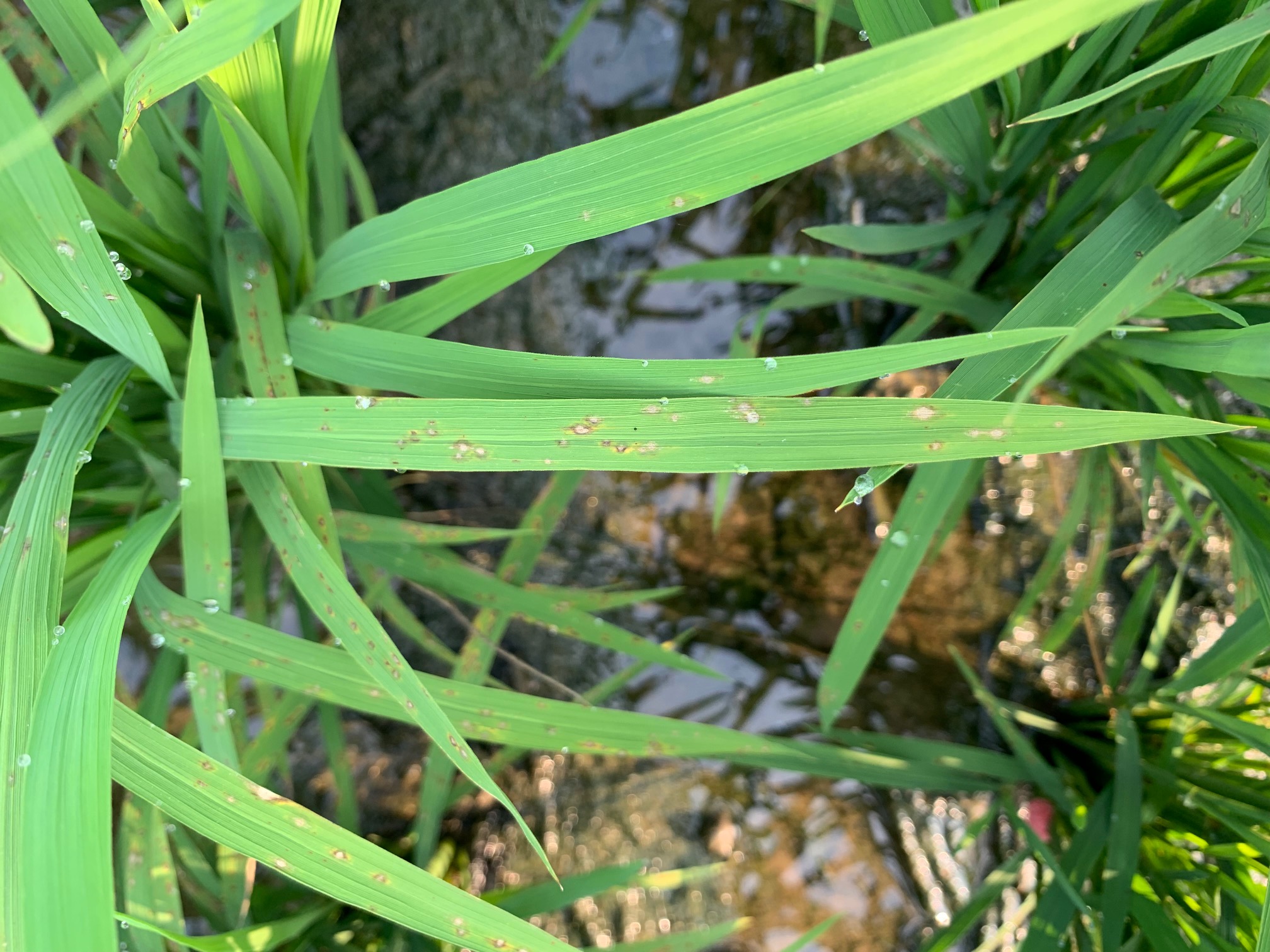 水稻葉稻熱病初期病斑-1