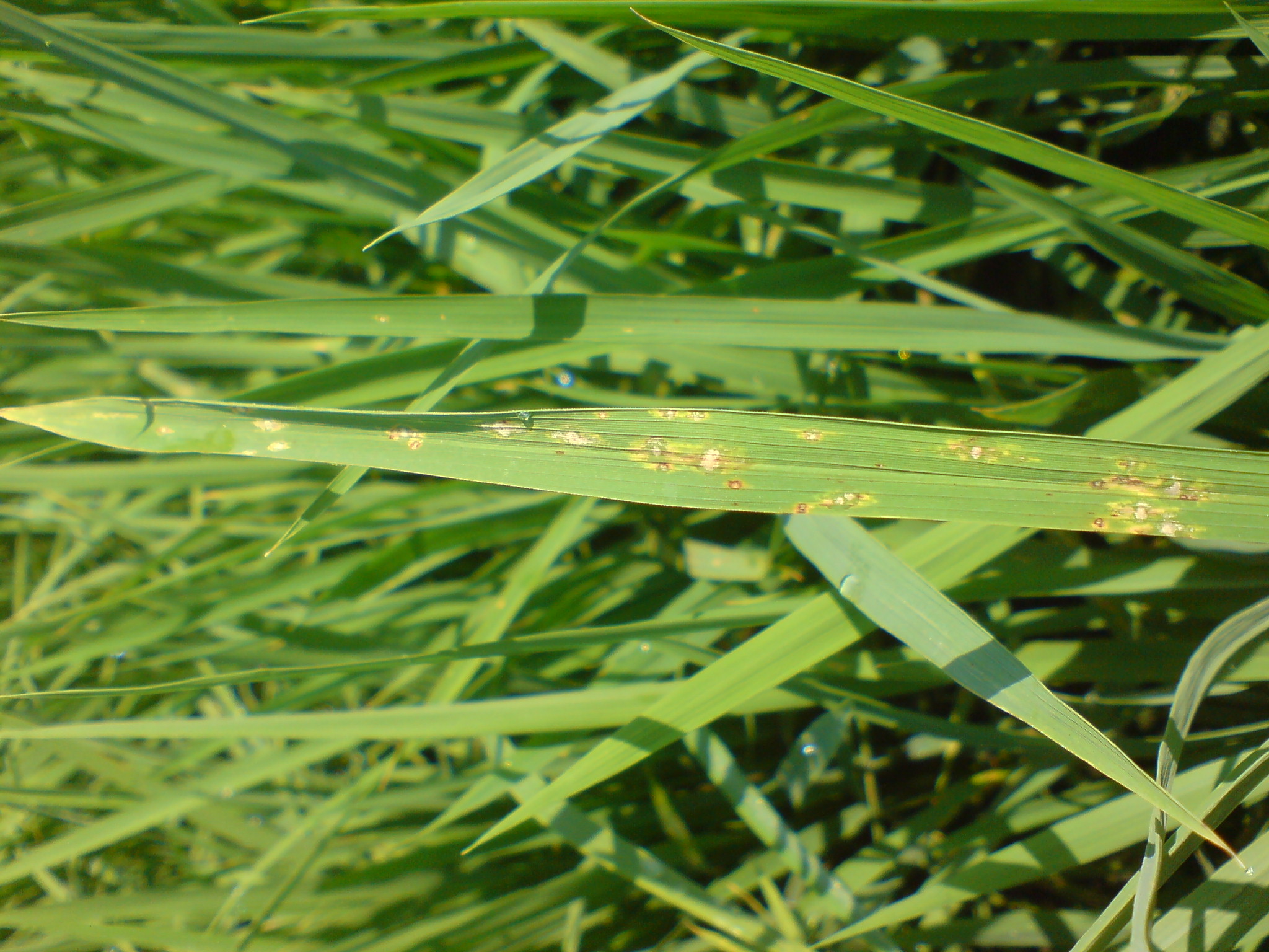 水稻葉稻熱病初期病斑-2