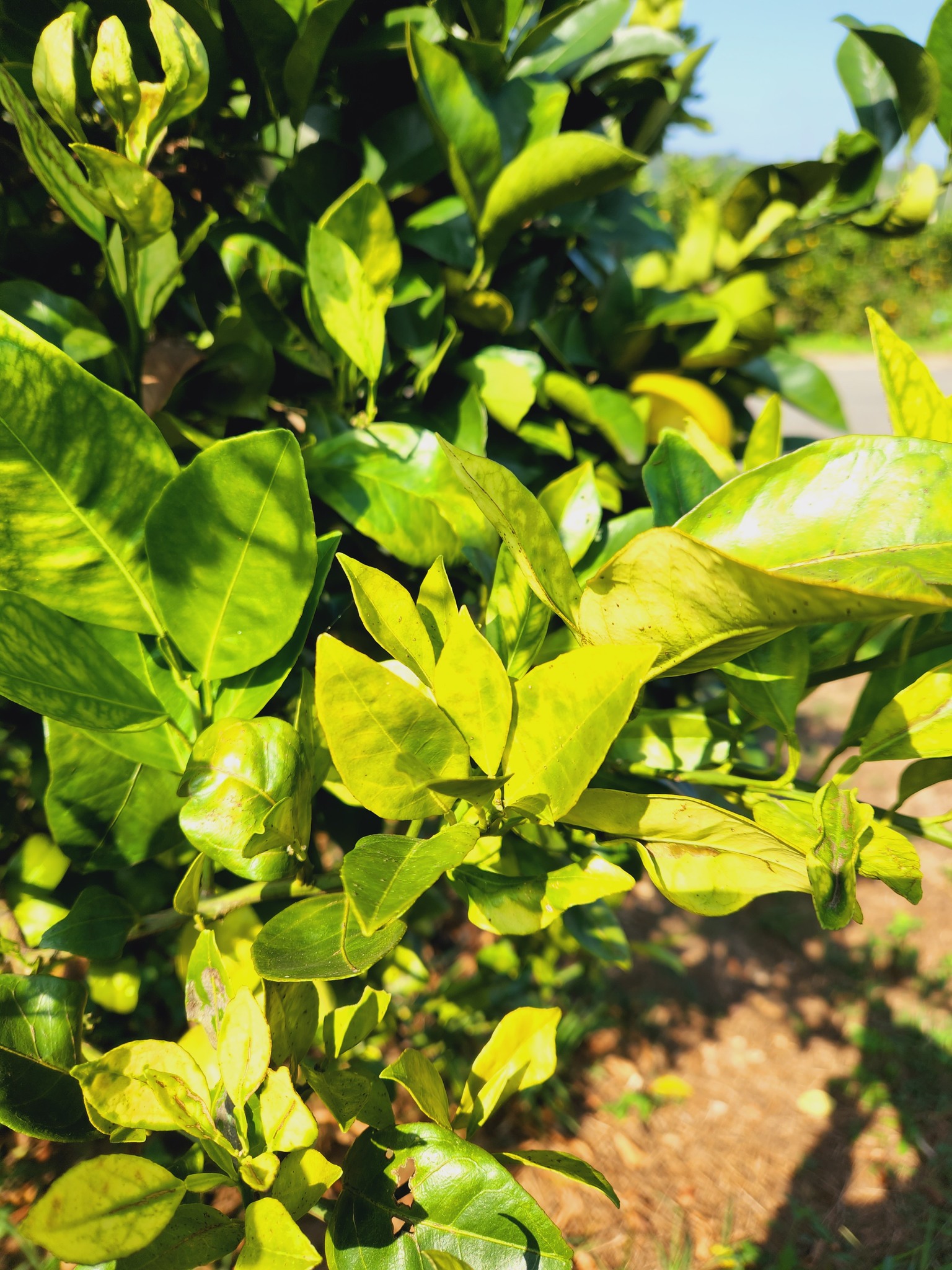 03月26日 柑橘黃龍病、裾腐病之管理與防治