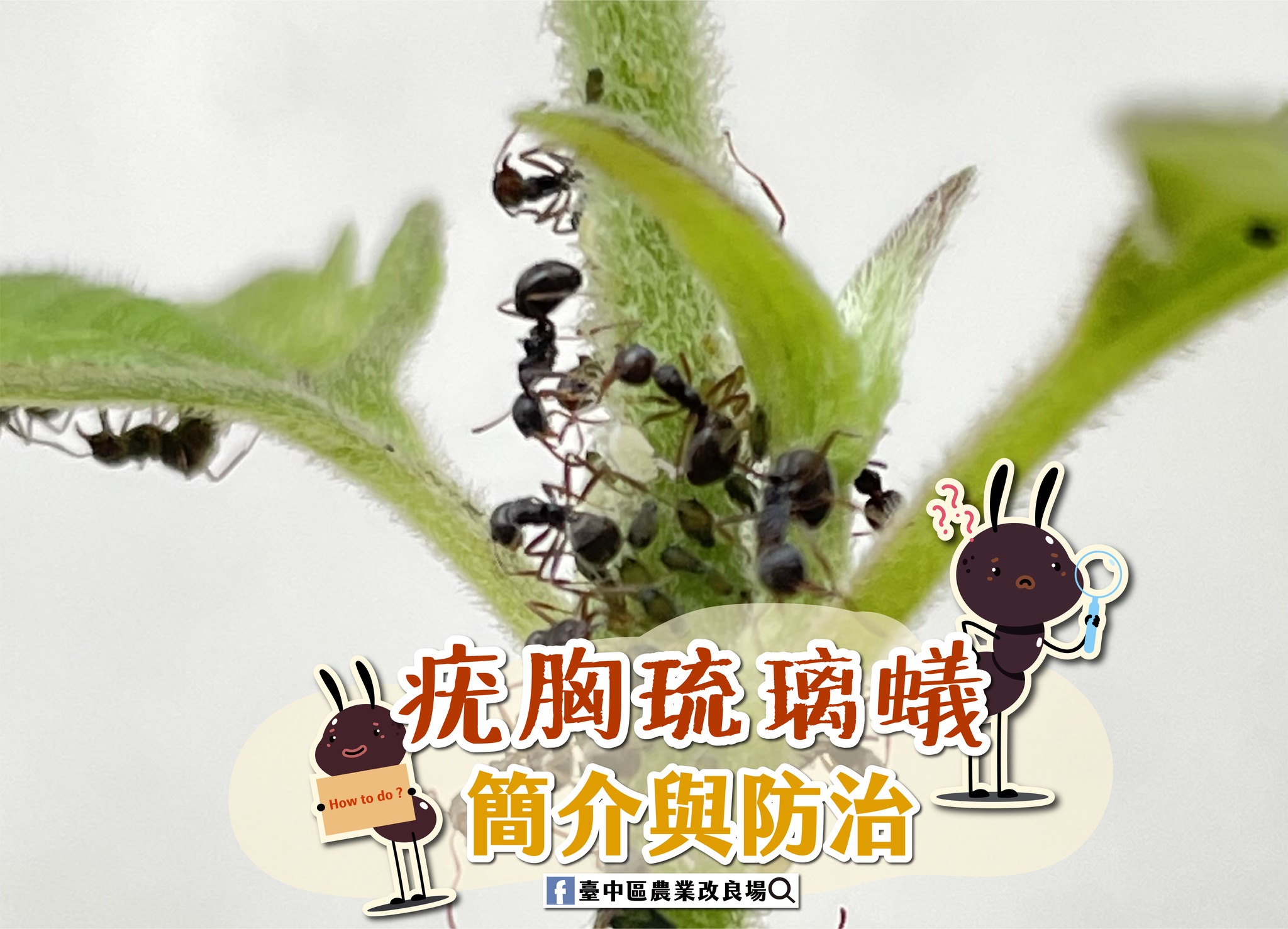 03月28日 疣胸琉璃蟻簡介與防治