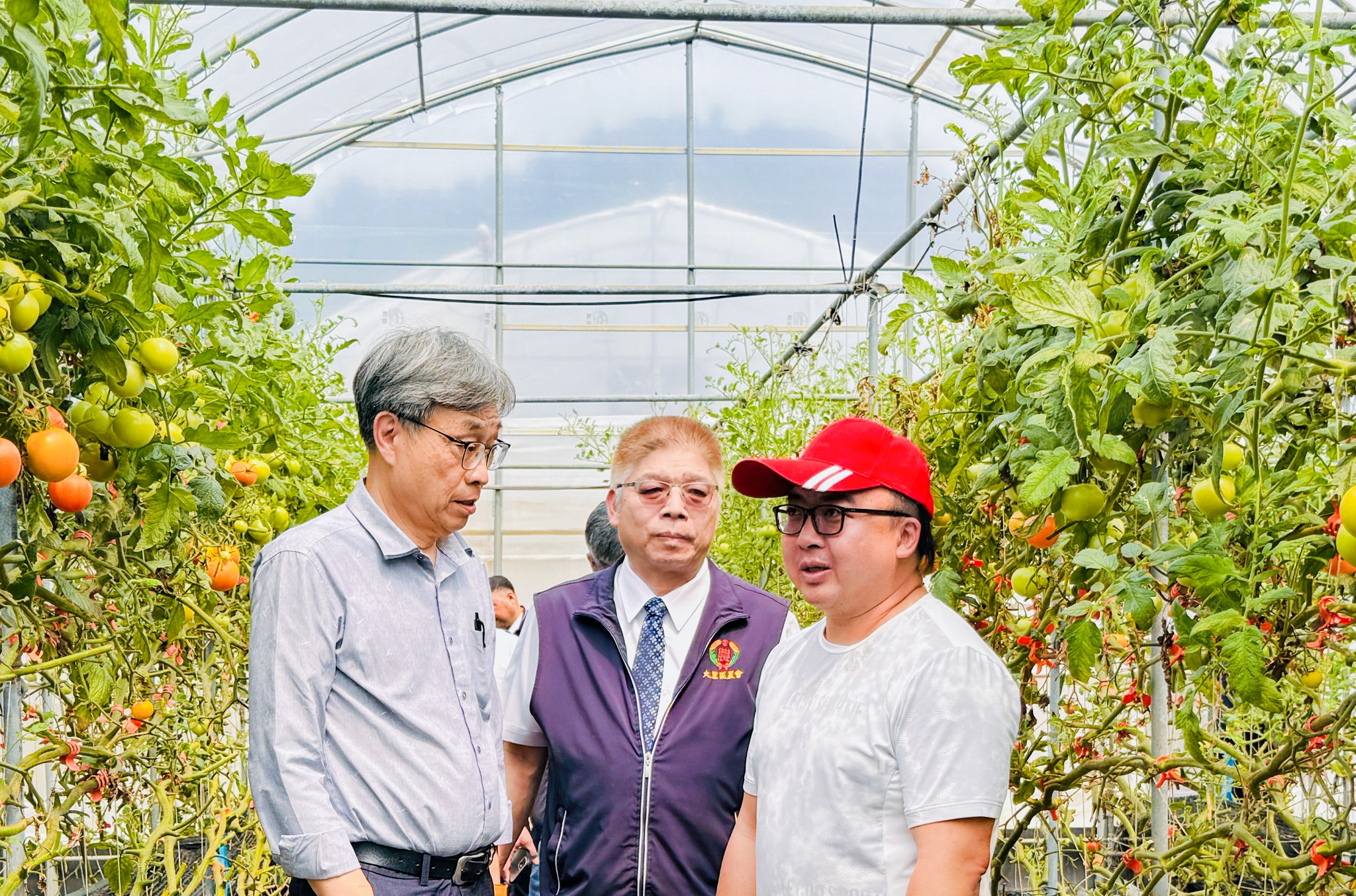 陳駿季代理部長(左1)前往林建良青農(右1)栽培牛番茄溫室了解採收現況(中為大里農會賴東陽總幹事)。