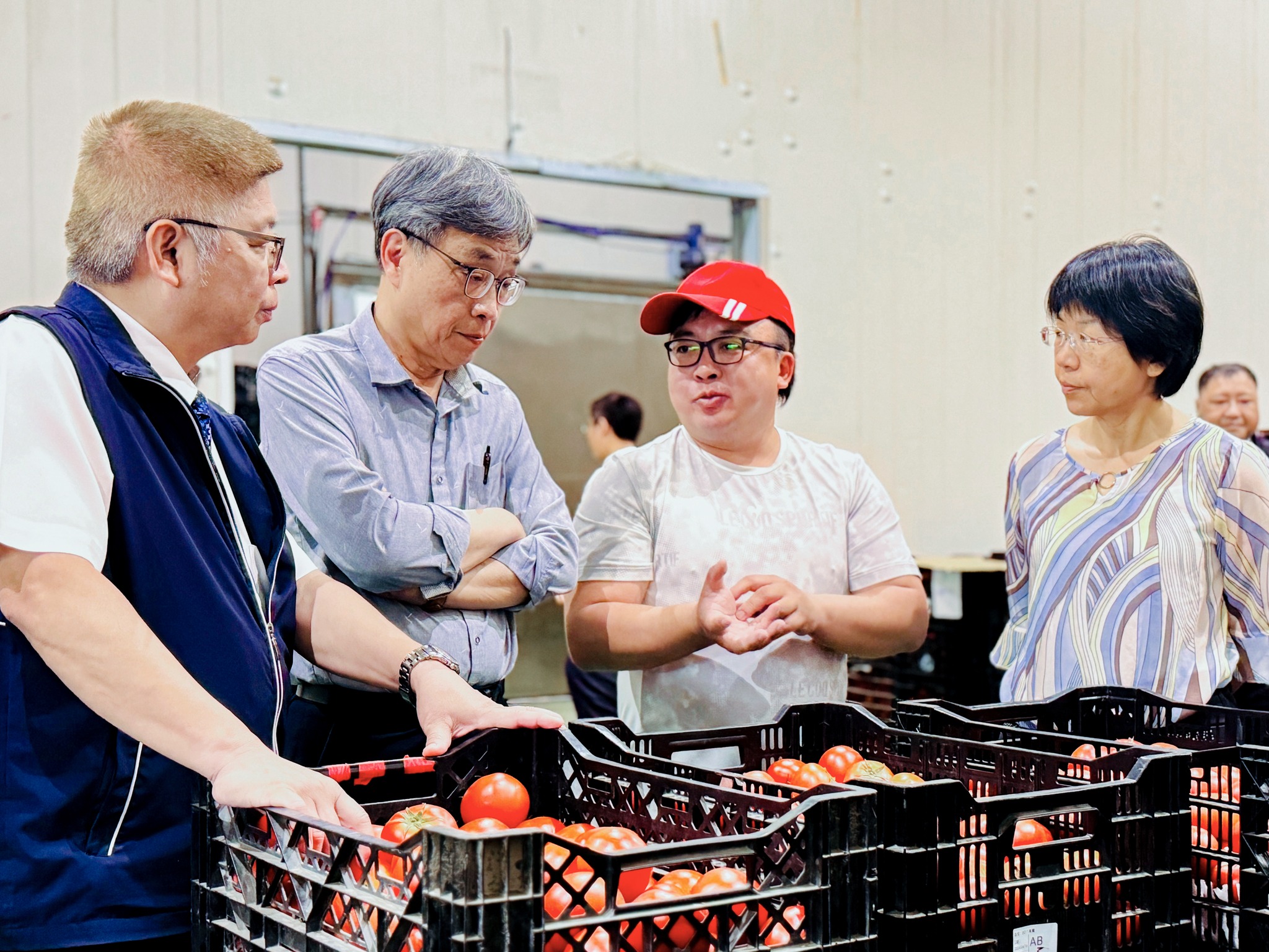 陳駿季代理部長(左2)與本場楊宏瑛場長(右1)、大里區農會賴東陽總幹事(左1)及林建良青農(右2)就番茄的選別、儲運及銷售進行意見交流。