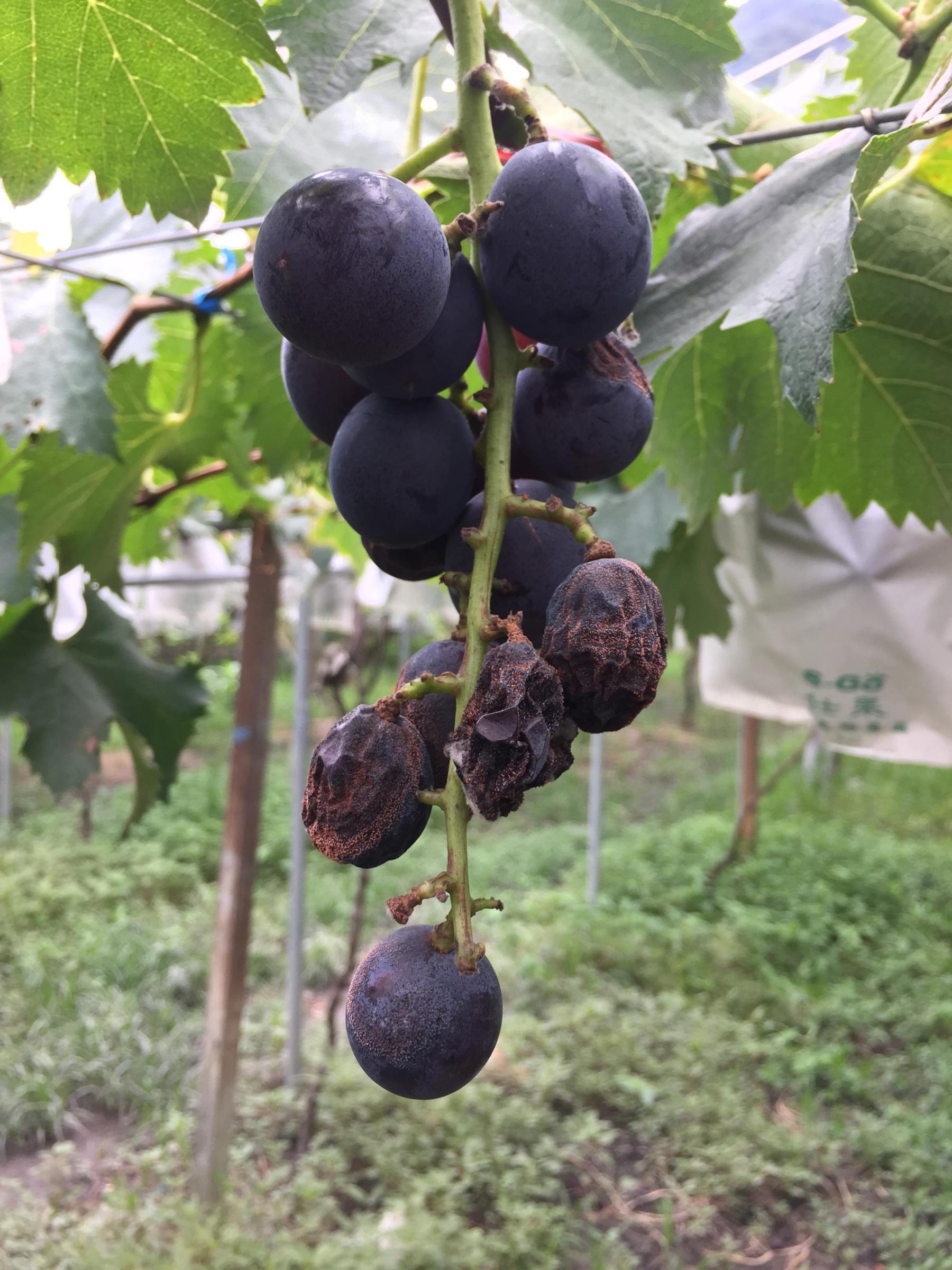 葡萄晚腐病在果實成熟後才顯現病徵，使果實腐爛皺縮而失去商品價值。