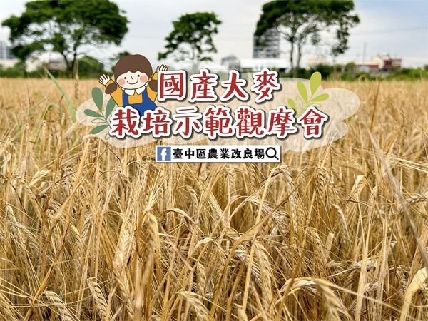 國產大麥栽培示範觀摩會