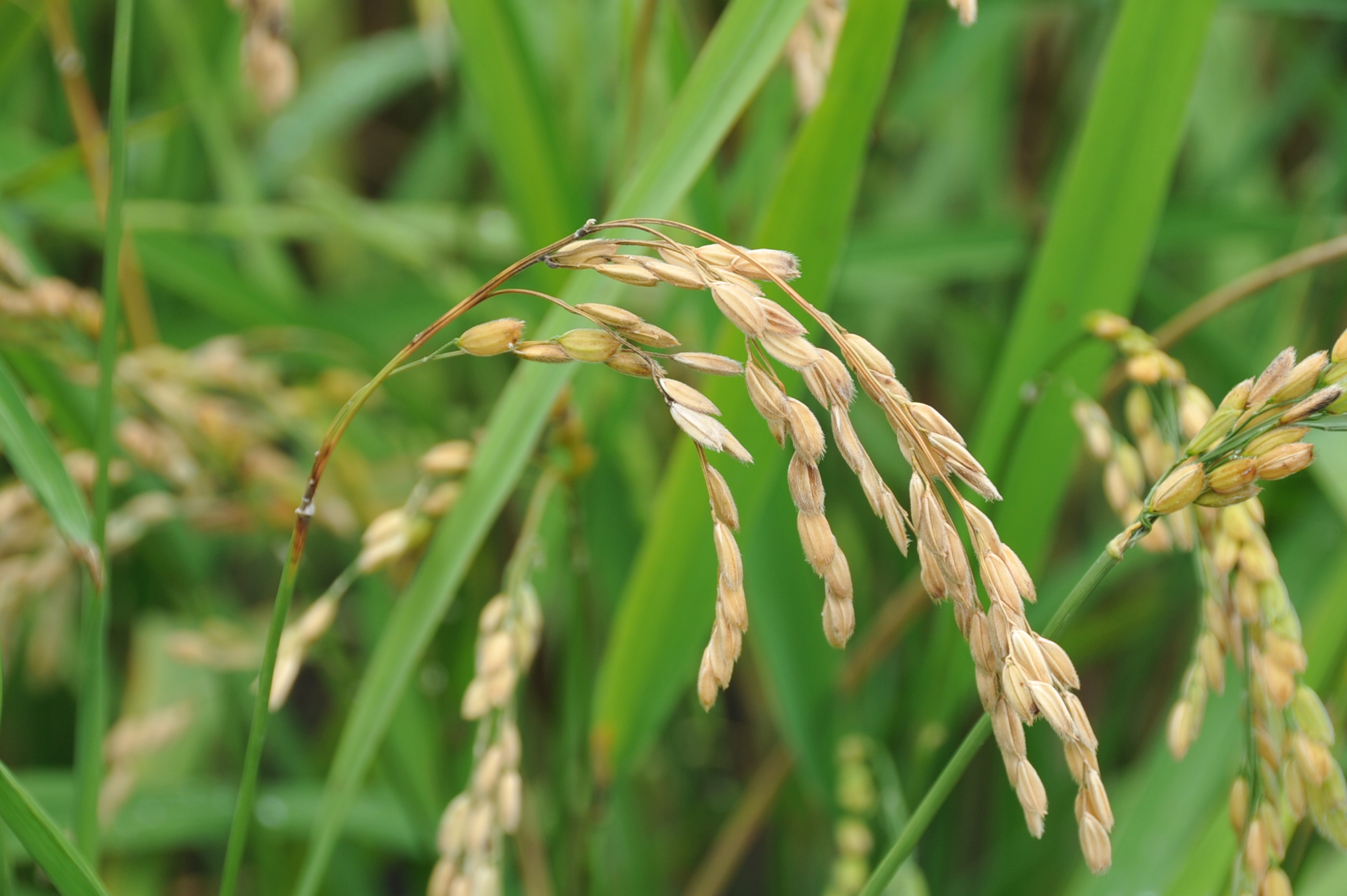 水稻穗稻熱病病徵，於水稻穗頸與枝梗上，會產生淡褐色或暗褐色病斑