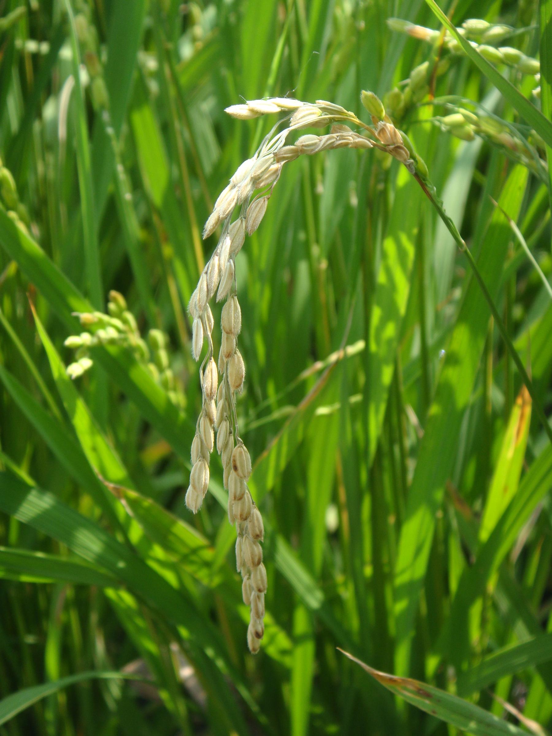 水稻罹患穗稻熱病呈現白穗狀