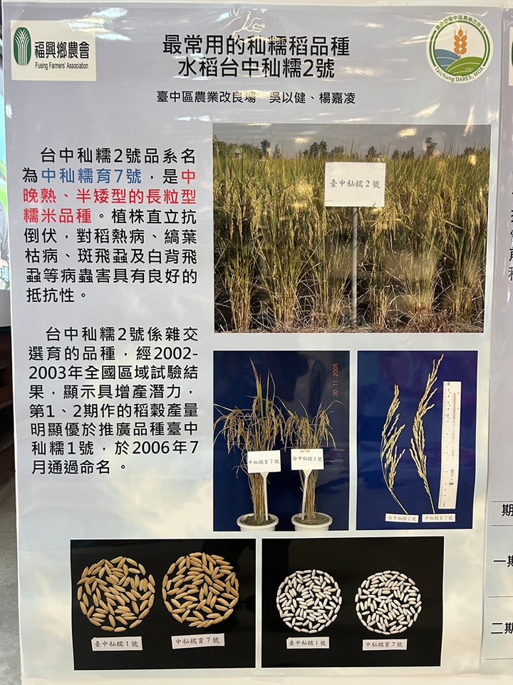 本場推廣之台中秈糯2號。