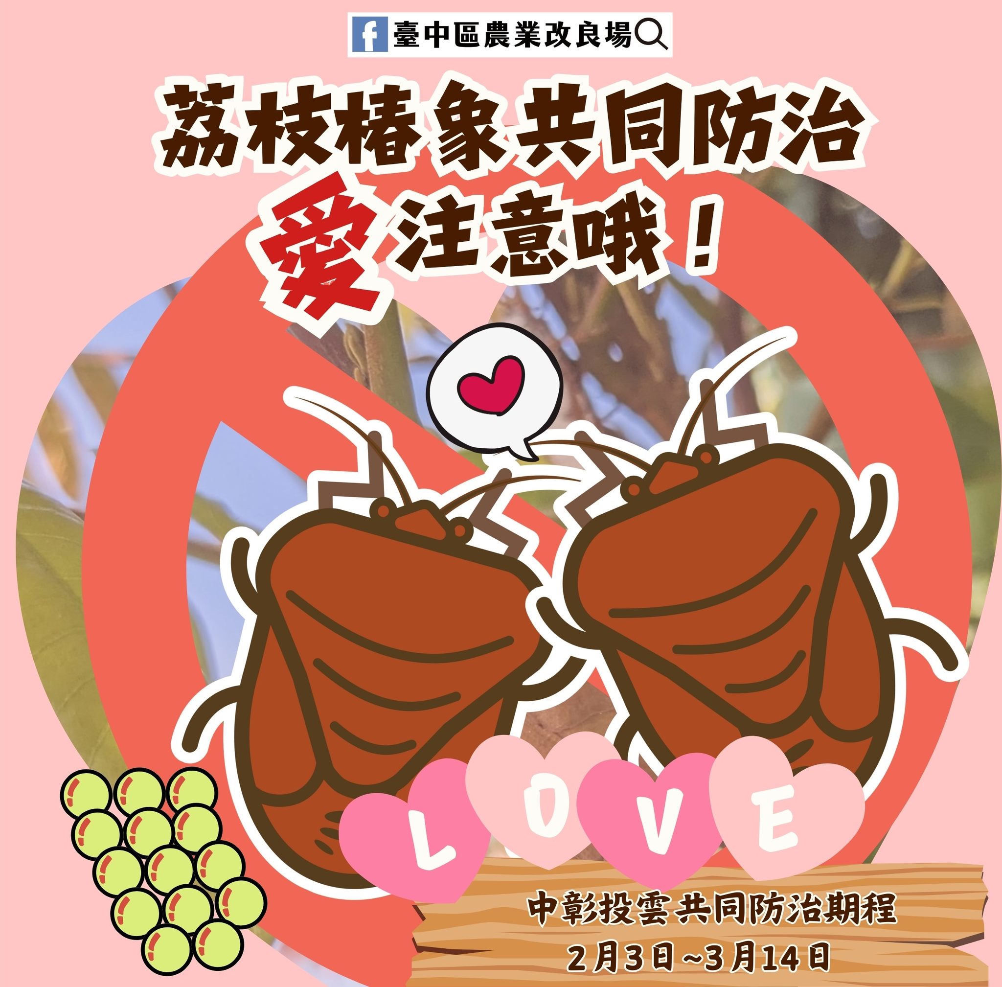 02月14日 114年中彰投雲地區荔枝椿象共同防治期程為2月3日至3月14日