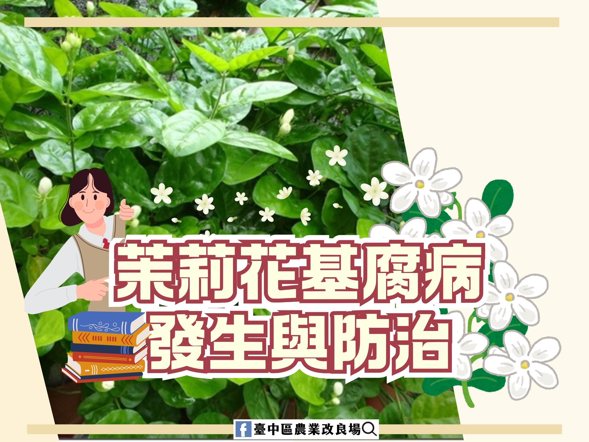 02月17日 茉莉花基腐病的發生與防治