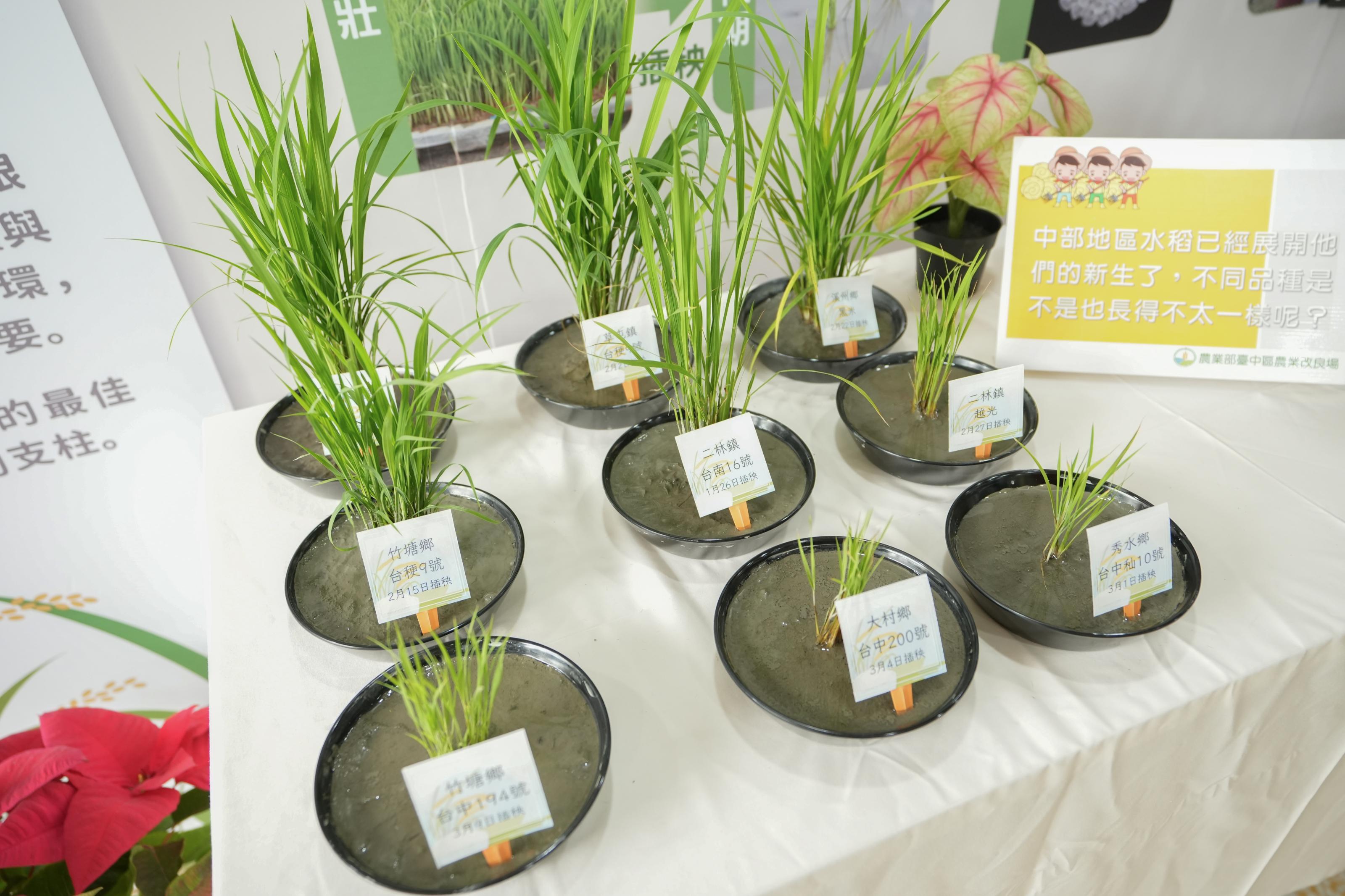綜合大樓一樓展示之水稻品種(左)、米食產品(右)。