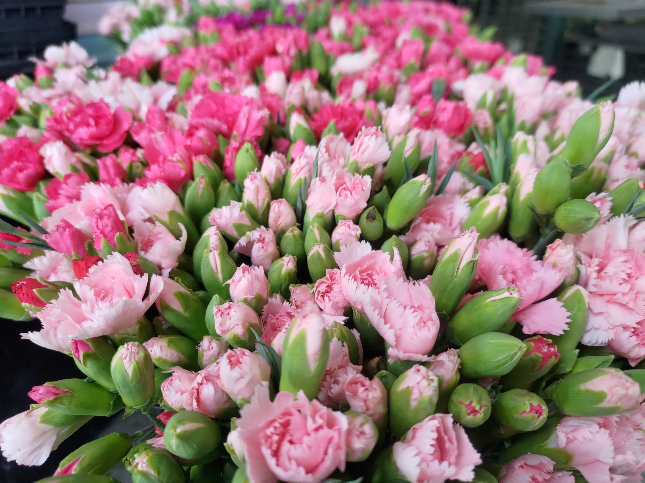 「花現美好 馨欣向農」。