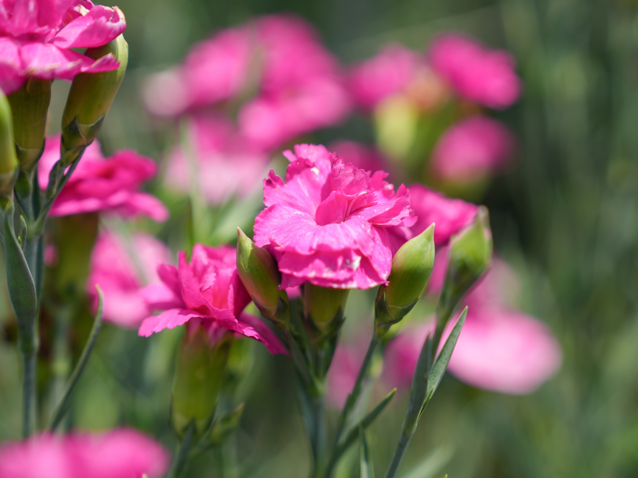 「花現美好 馨欣向農」