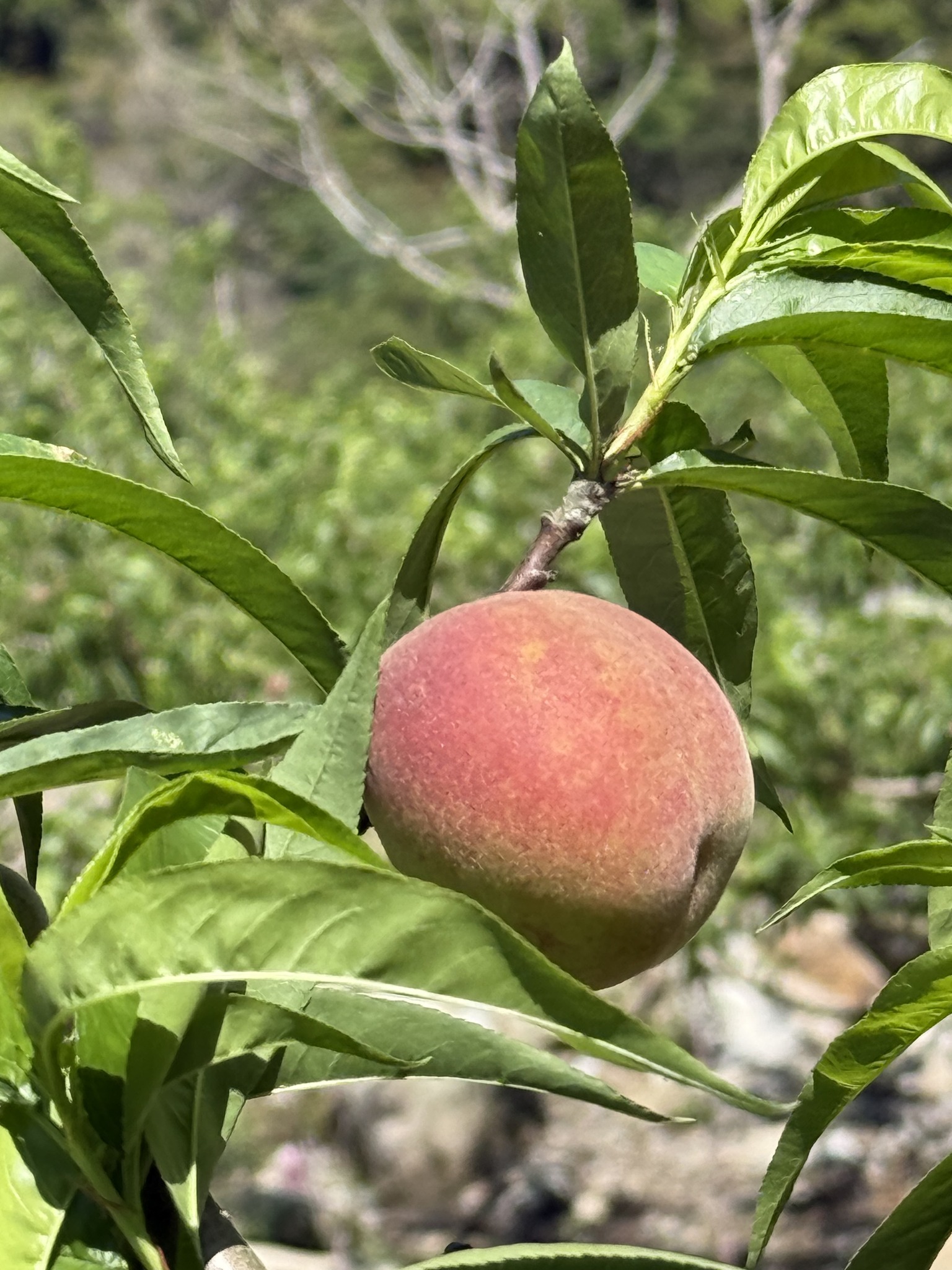 在樹上生長良好甜美的甜桃，現在距離紅玉甜桃開採收大概再1個月，5-6月正是嚐鮮的時候喔！