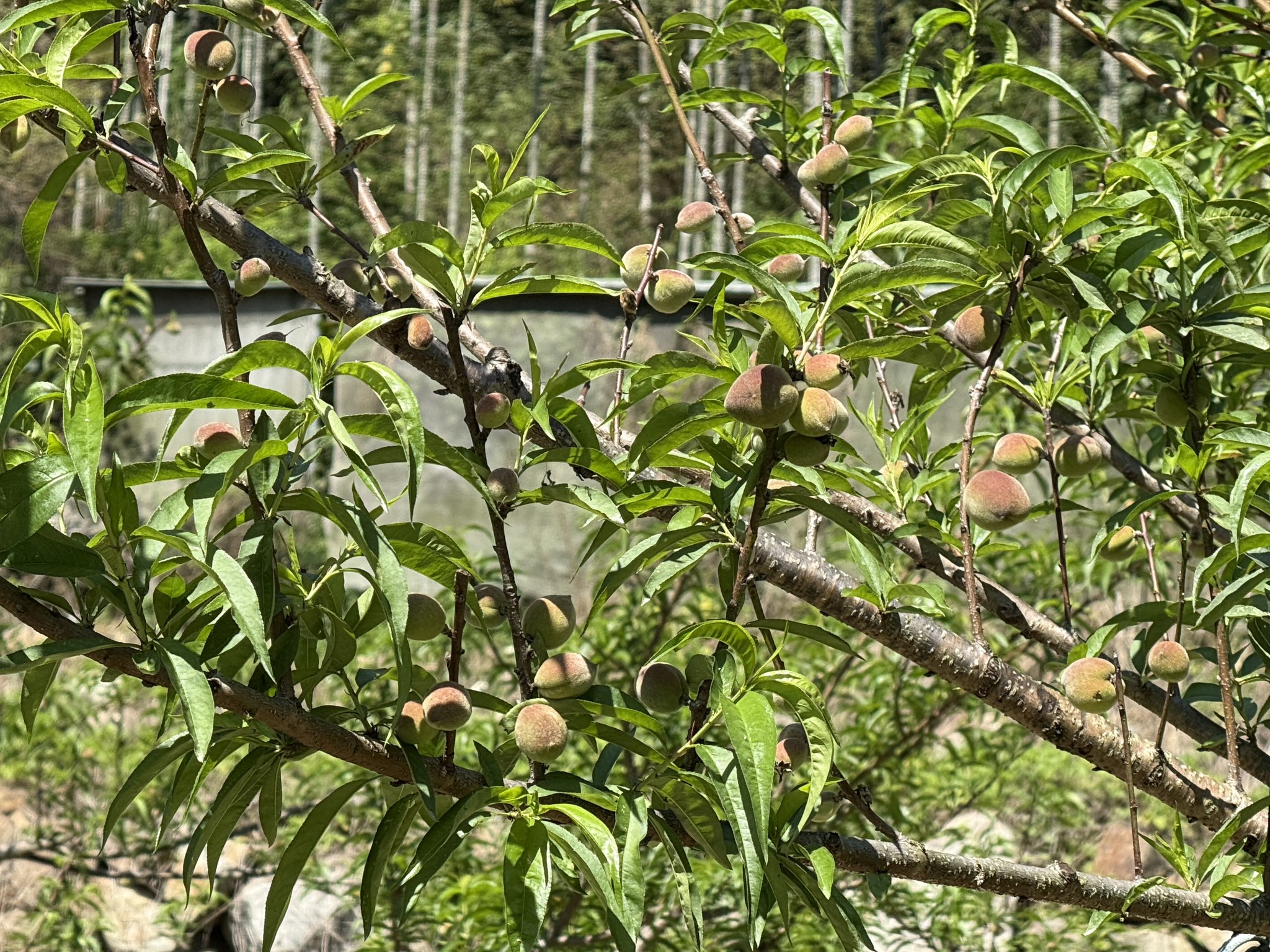 在石礫上生長的甜桃因通氣性佳，根系生長良好，結實纍纍，使族人收益增加不少。