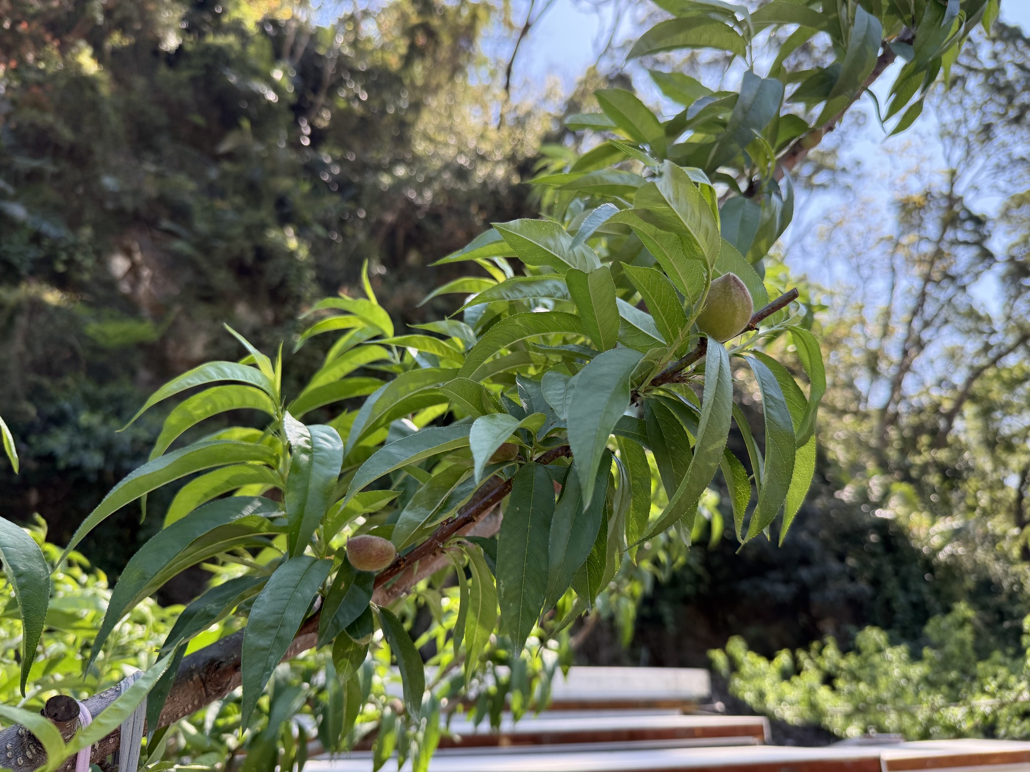 在石礫上生長的甜桃因通氣性佳，根系生長良好，結實纍纍，使族人收益增加不少。