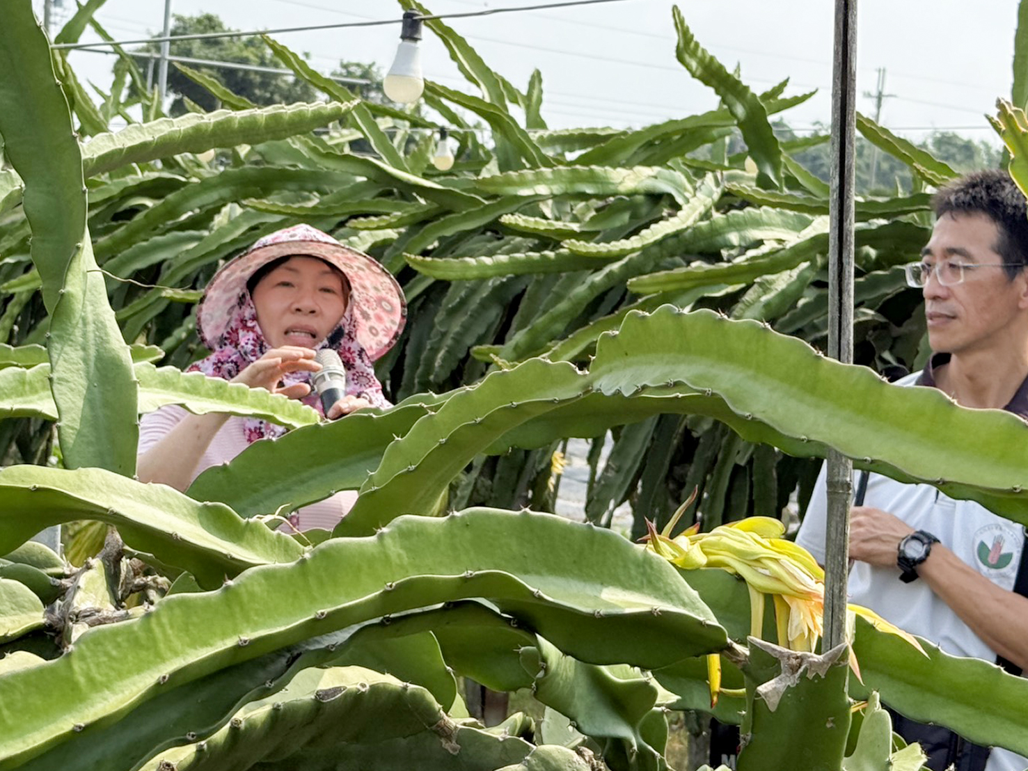 原斗果菜生產合作社許惠萍理事主席介紹紅龍果田間栽培與及貨運銷模式。