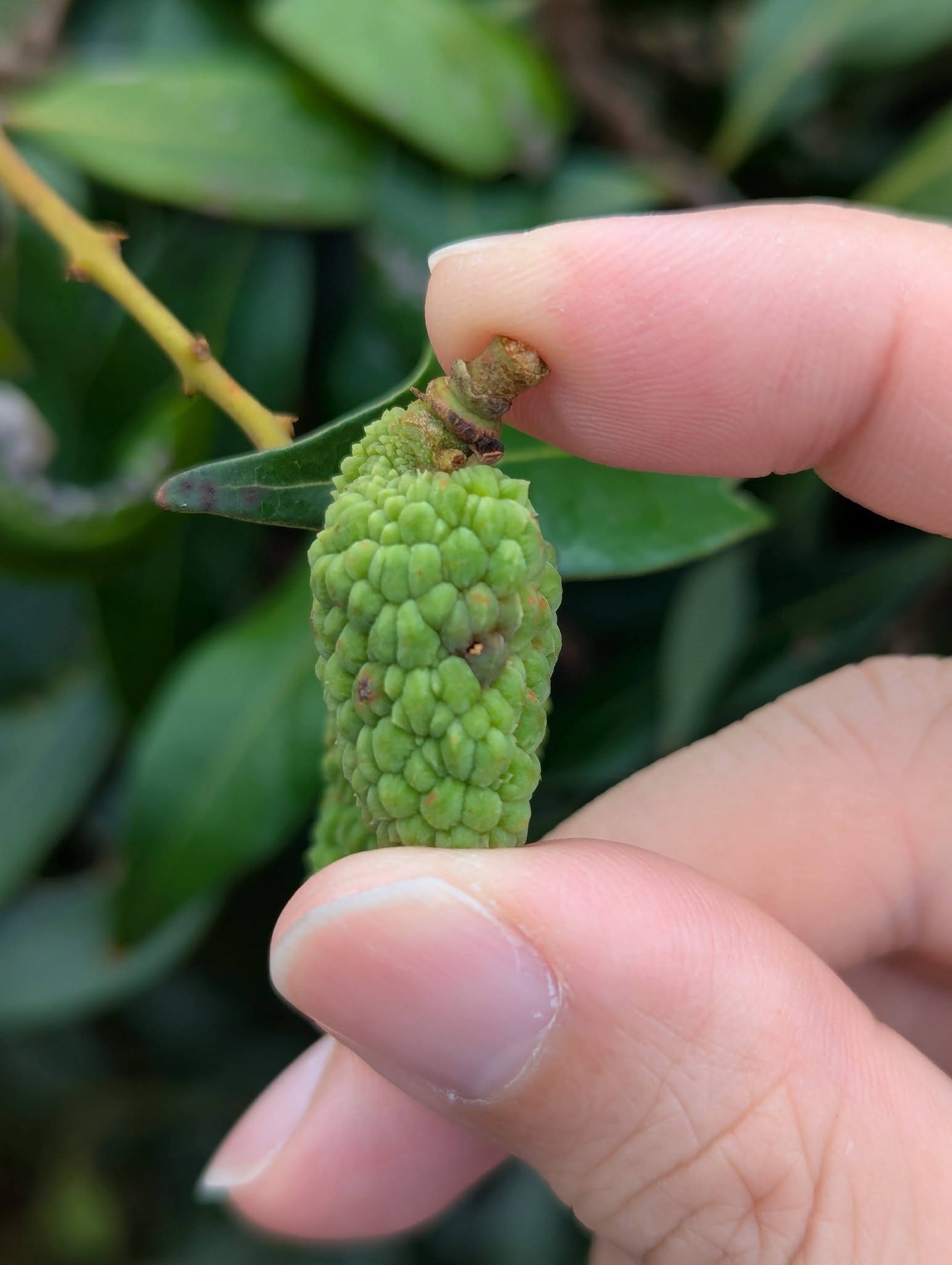 05月09日 時值荔枝細蛾發生期，臺中農改場籲請農友及早防治