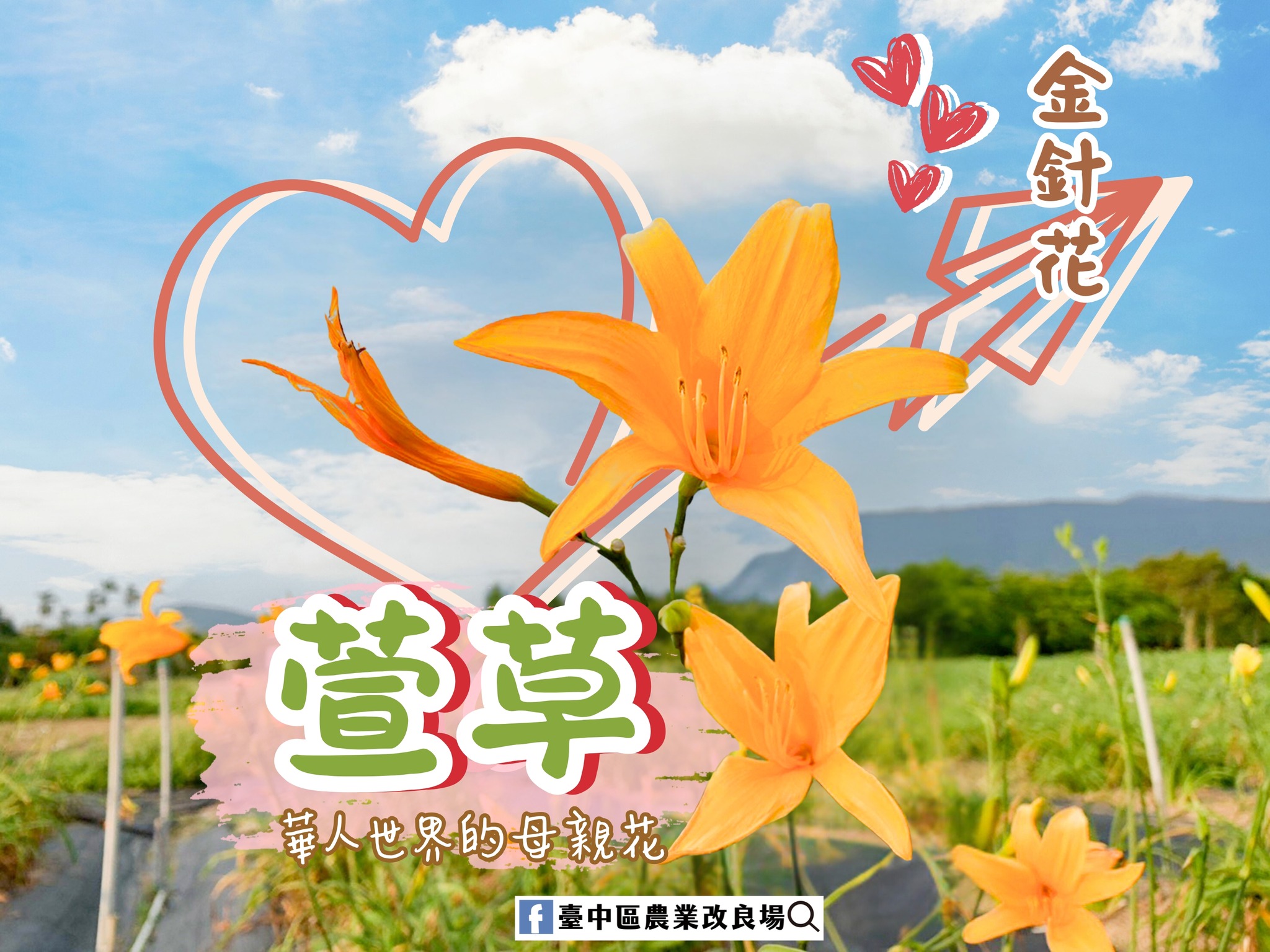 05月10日 萱草(金針花)華人世界的母親花