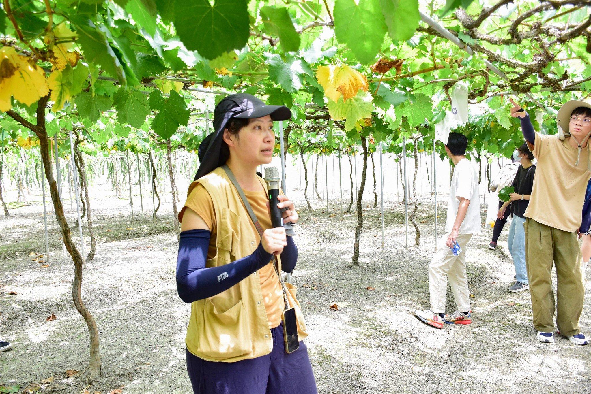 許晴情助理研究員針對田區葡萄常見病蟲害進行介紹。