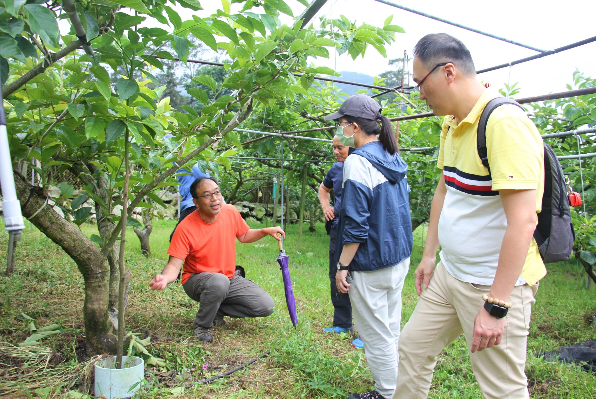 郭雅紋助理研究員(右)與詹東運農友(左)討論甜柿果園土壤管理與施肥技術。