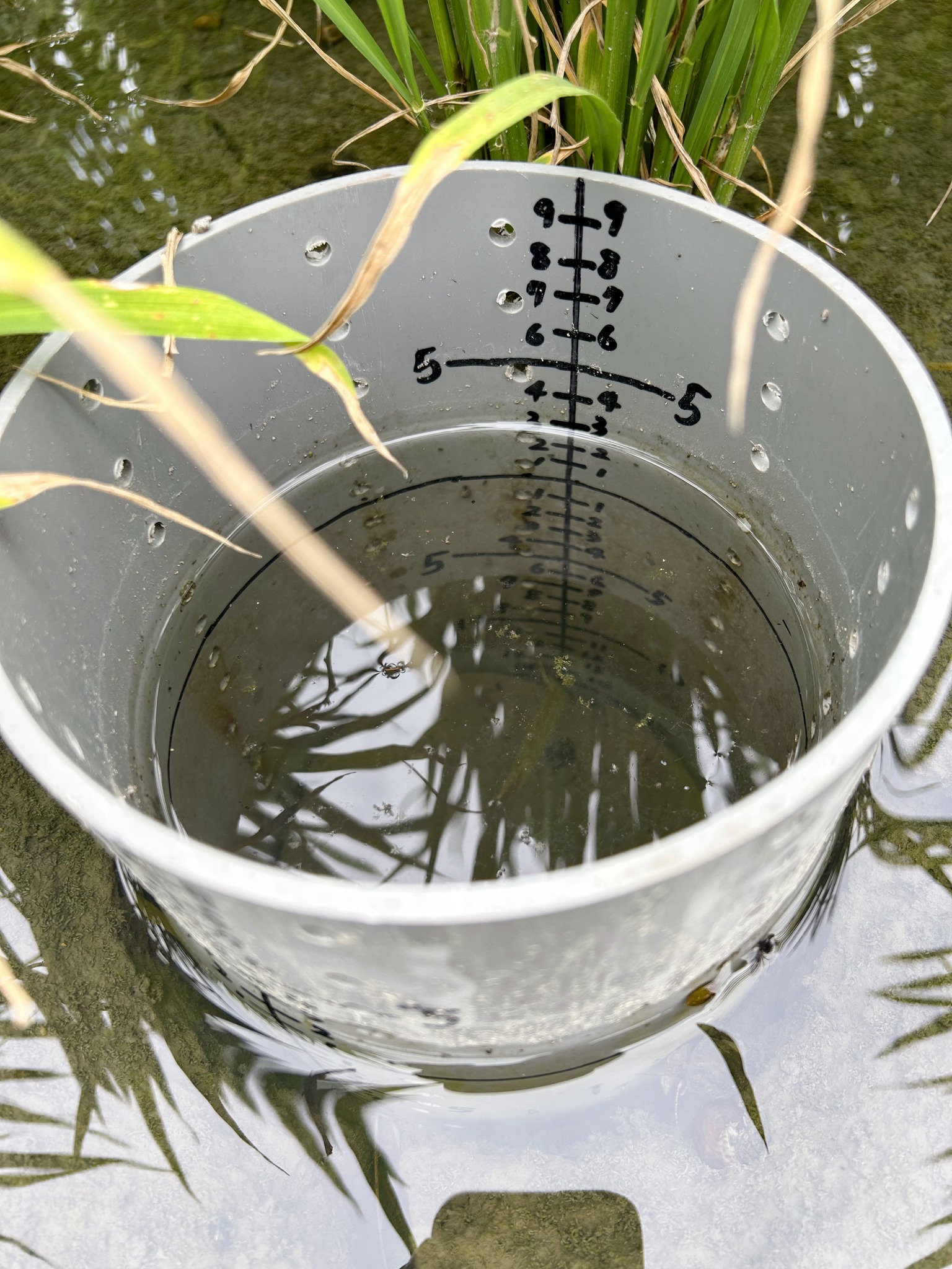 間歇灌溉處理僅需安裝田間水位管，將水位灌至5公分深後自然消退至土下5公分才再行灌溉，依此反覆。