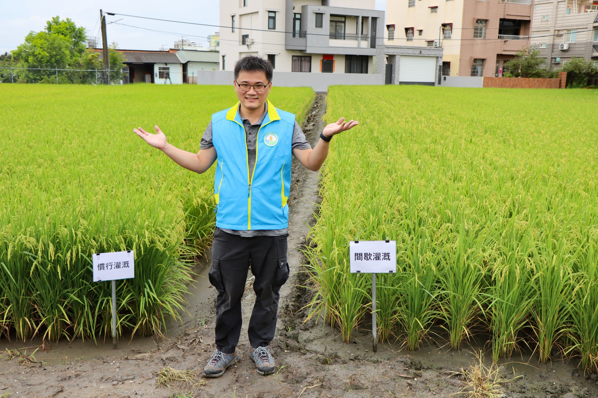 間歇灌溉處理(右)之下，相較慣行處理(左)，稻株葉色較淡，氮含量較低，米質更為提升。