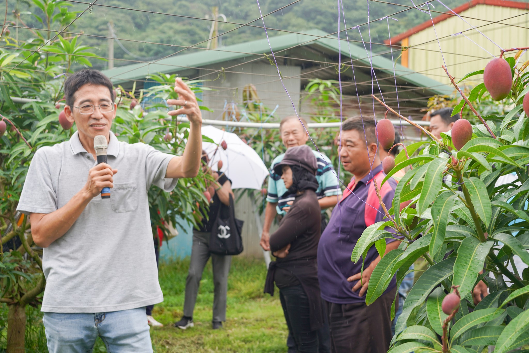 陳盟松分場長講授芒果栽培管理技術。
