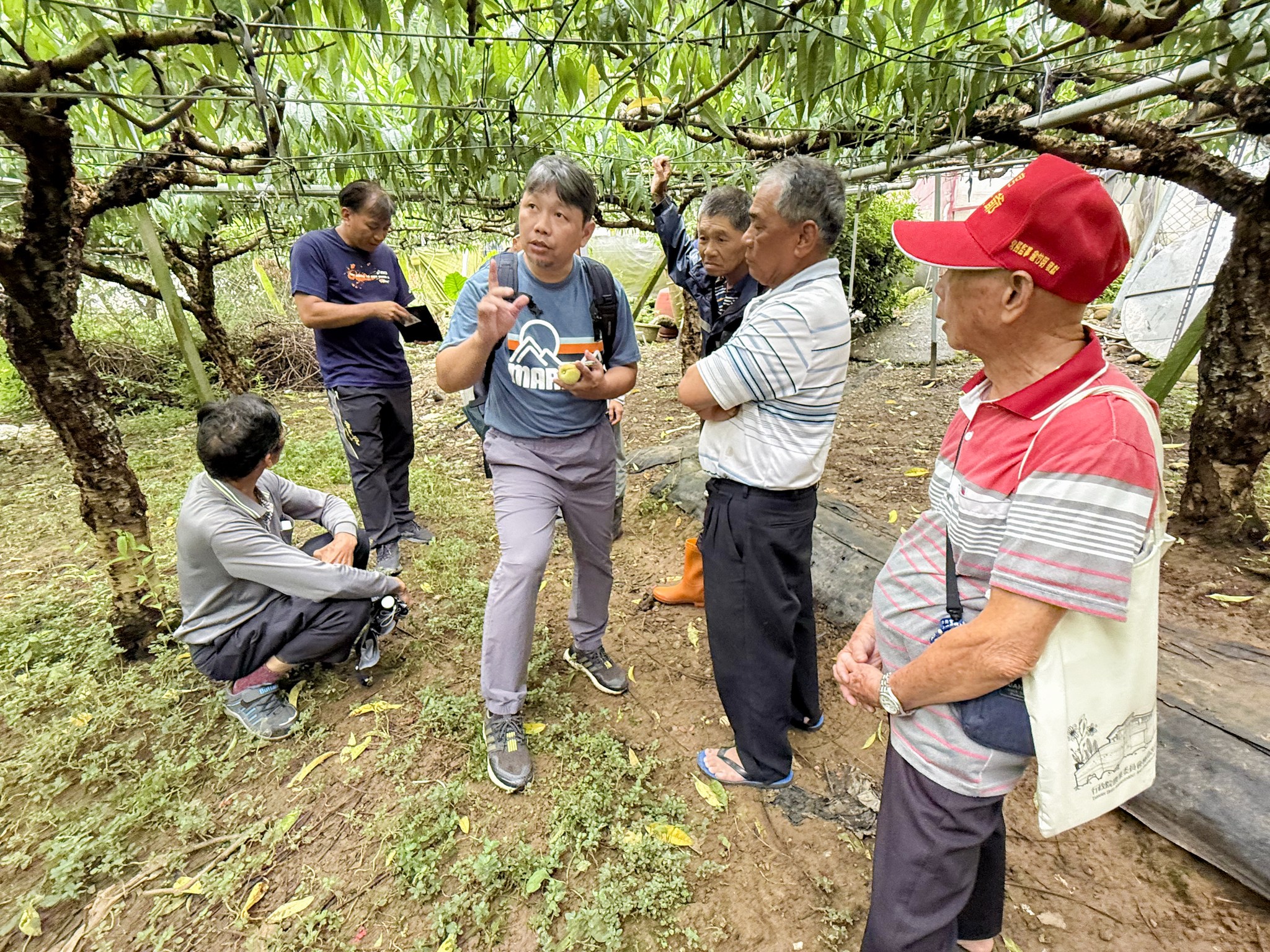 06月5日 臺中場農業技術服務團隊至臺中新社區甜桃園區，協助農民檢視栽培管理技術並輔導病蟲害診斷與防治