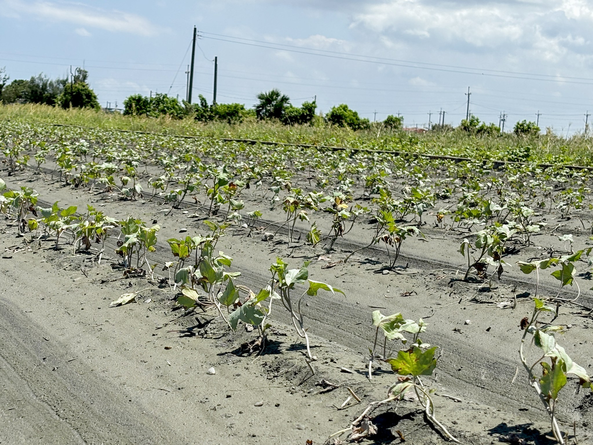 07月09日 甘藷災害復耕技術-為加速農友進行復耕作業 本場提供甘藷復耕指引提供參考