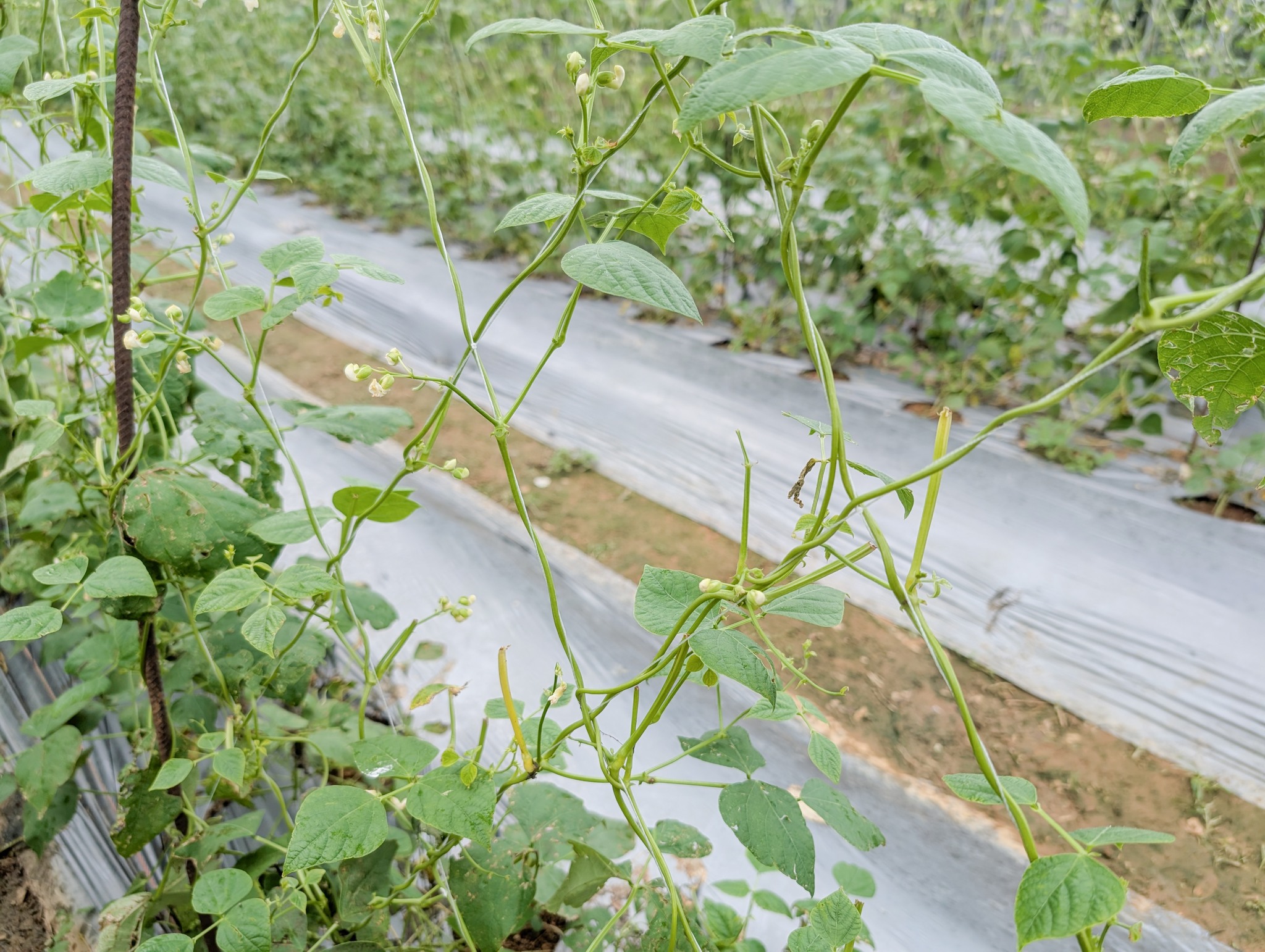 敏豆災後復耕情形。