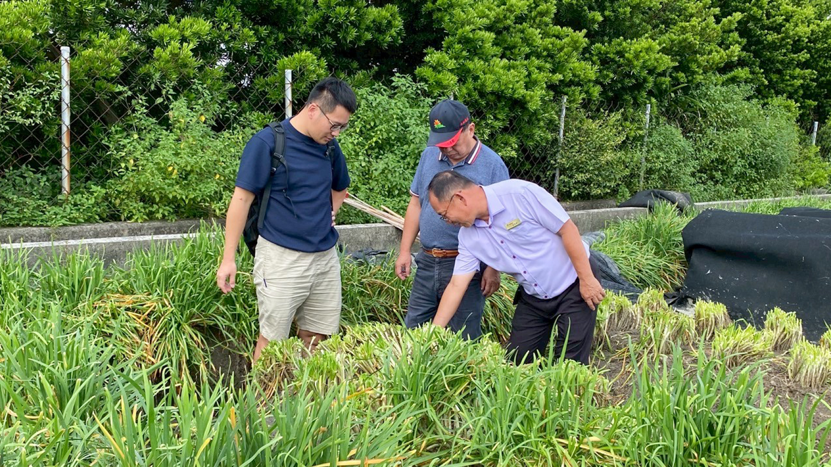 農會巫松源主任(右)向白桂芳秘書(中)及錢昌聖副研究員(左)說明韭菜因豪雨受損之情形。