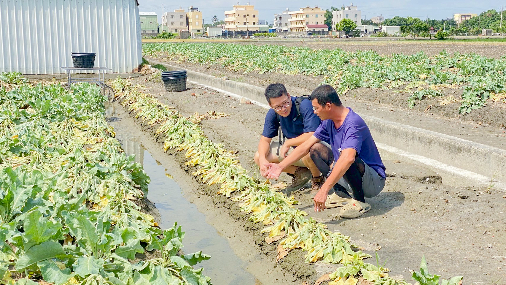 施有銘班長(右)向錢昌聖副研究員(左)向說明花椰菜因豪雨受損之情形,因現地花椰菜已受損嚴重,已建議重新整地種植。