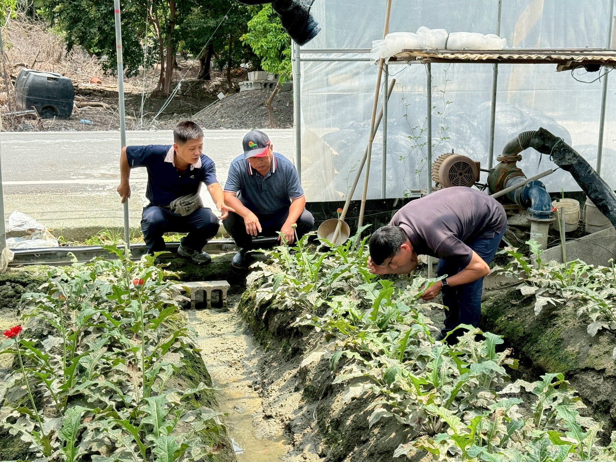 本場白桂芳秘書(中)及許嘉錦助理研究員(右)與田尾農會江孟謀指導員(左)查看非洲菊受豪雨淹水受損情形。