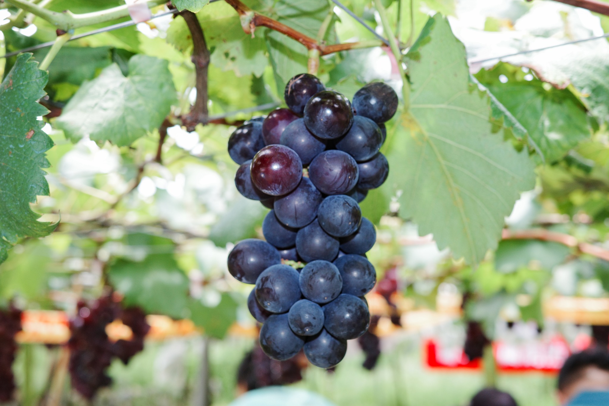 葡萄災後復耕復育田間觀摩會於南投縣水里鄉圓滿舉行