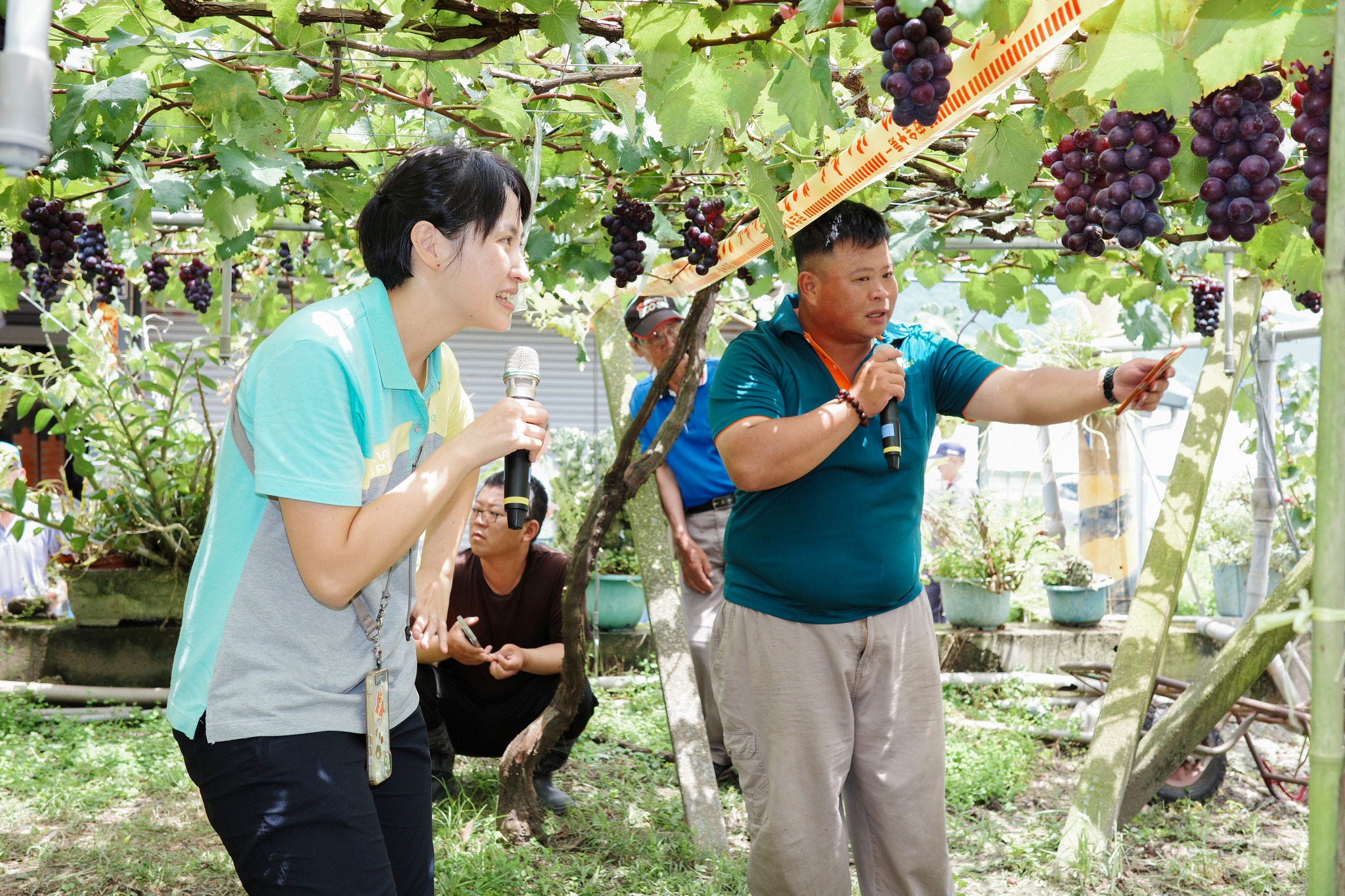 田間實際操作U型噴頭逐串噴 農友張藝耀於田間分享操作心得。