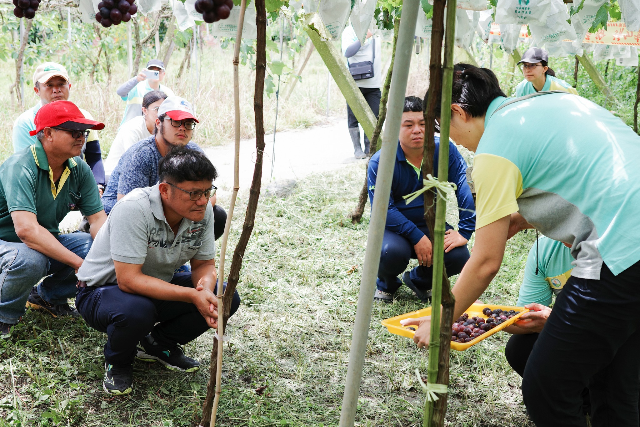 田間觀摩看套袋前不同噴藥方式晚腐病發病成果。